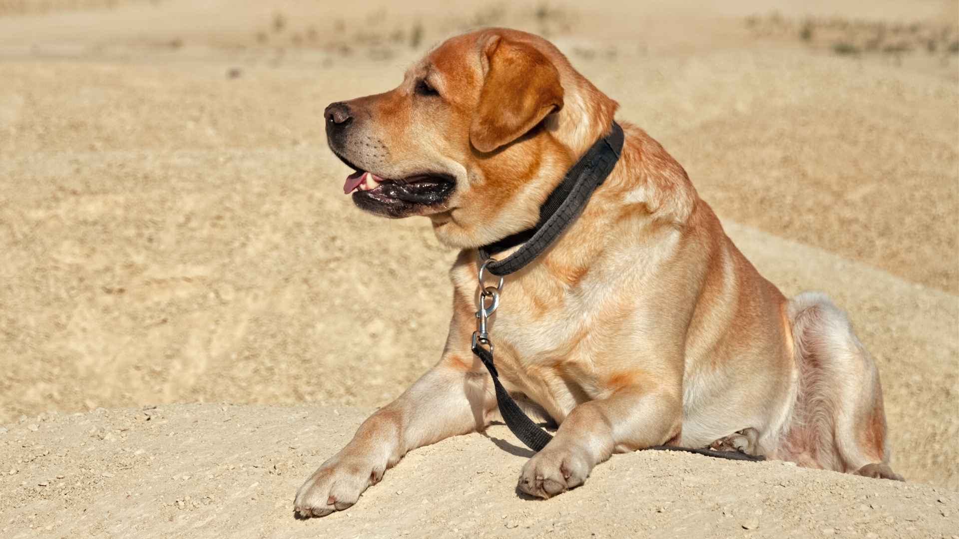 9 Best Dog Breeds for Desert Search and Rescue Operations