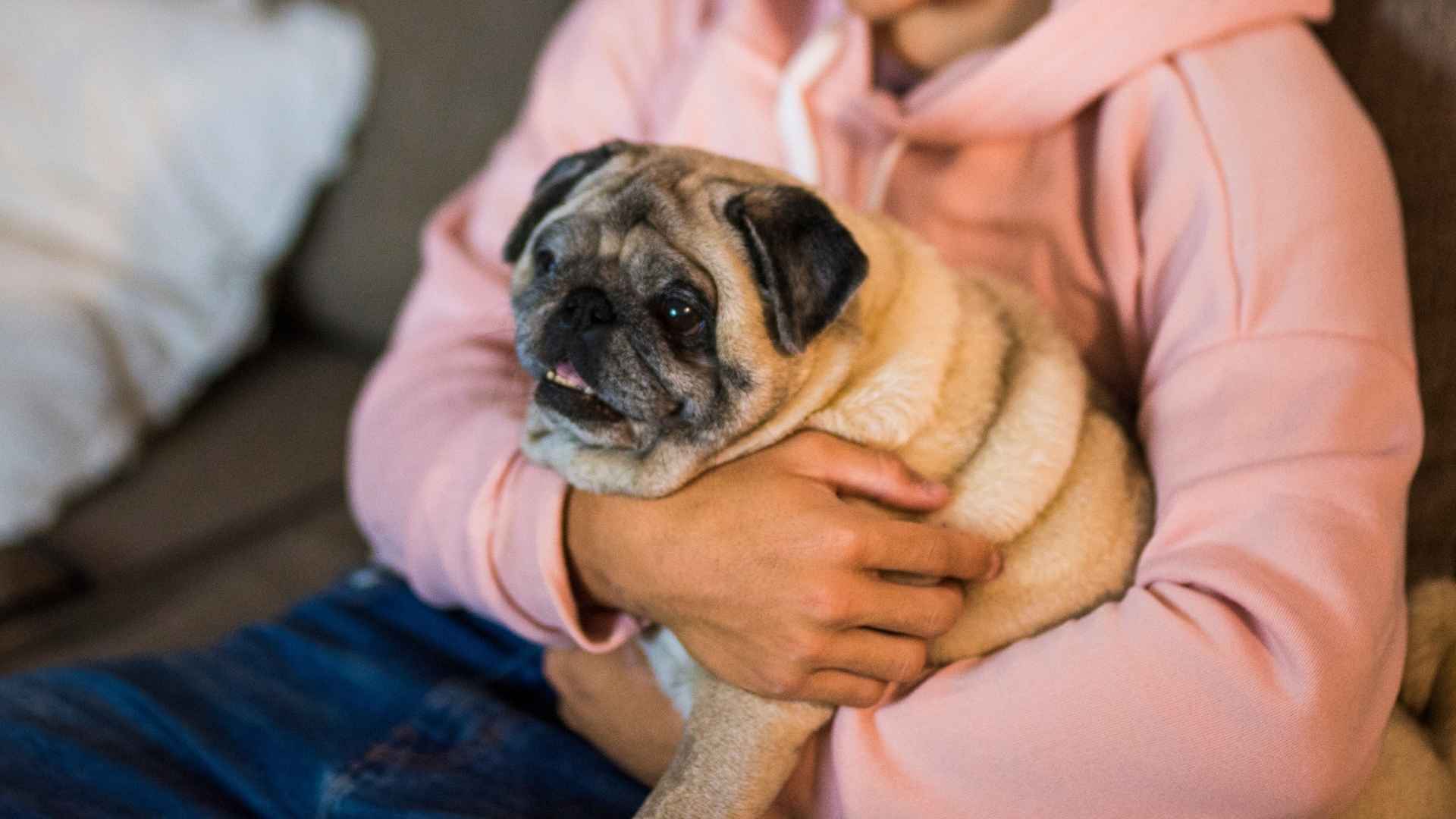 9 Best Dog Breeds for Teenagers That Make Growing Up Even Better