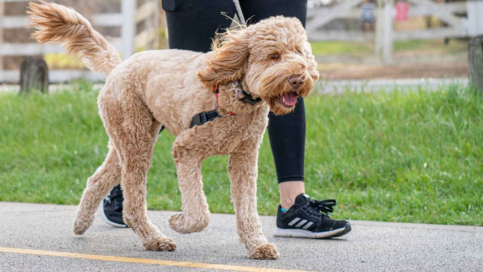 9 Best Dog Breeds to Match Your Walking Speed