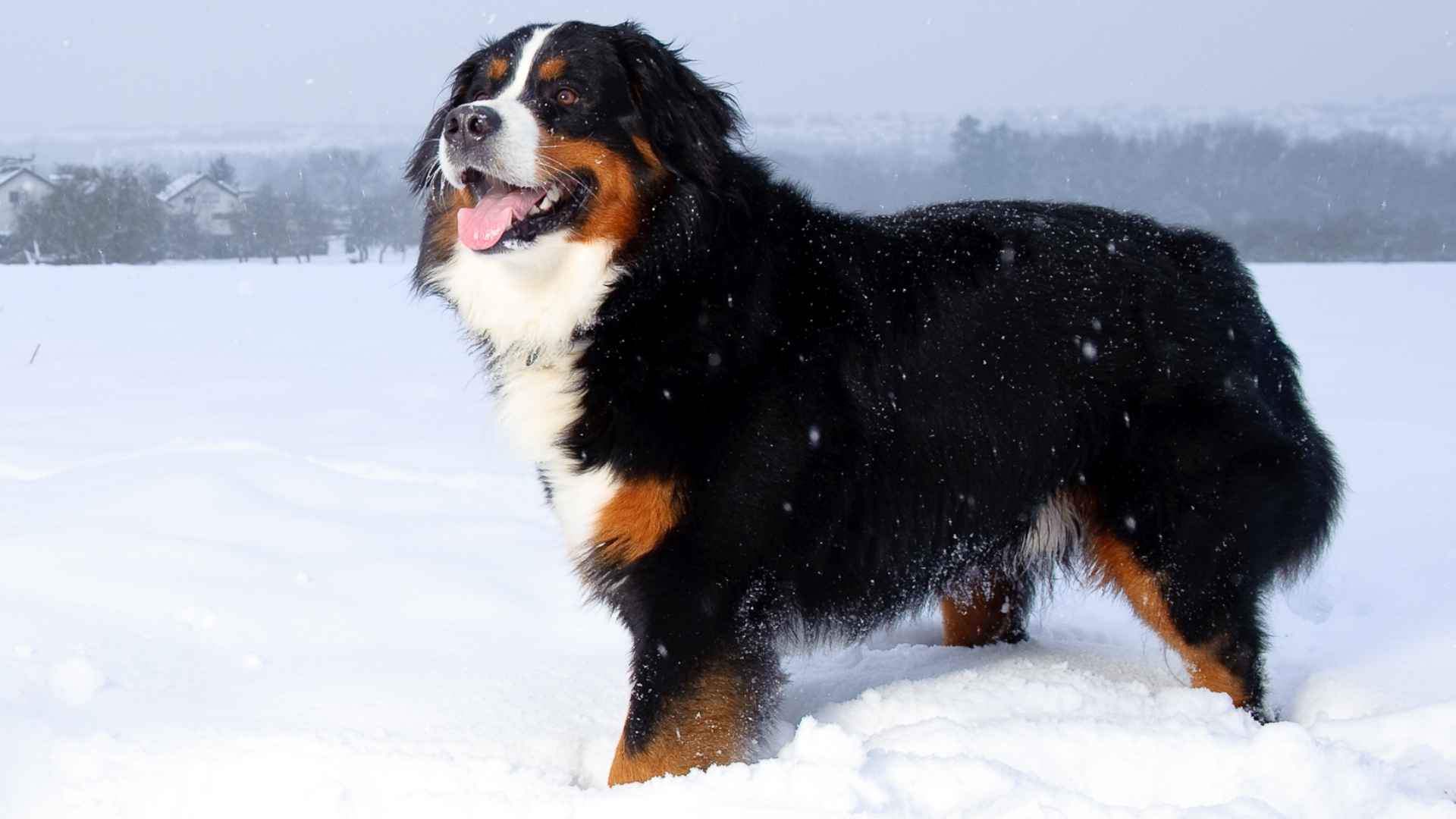 9 Best Dog Breeds with Frost-Resistant Paws for Cold Weather Adventures