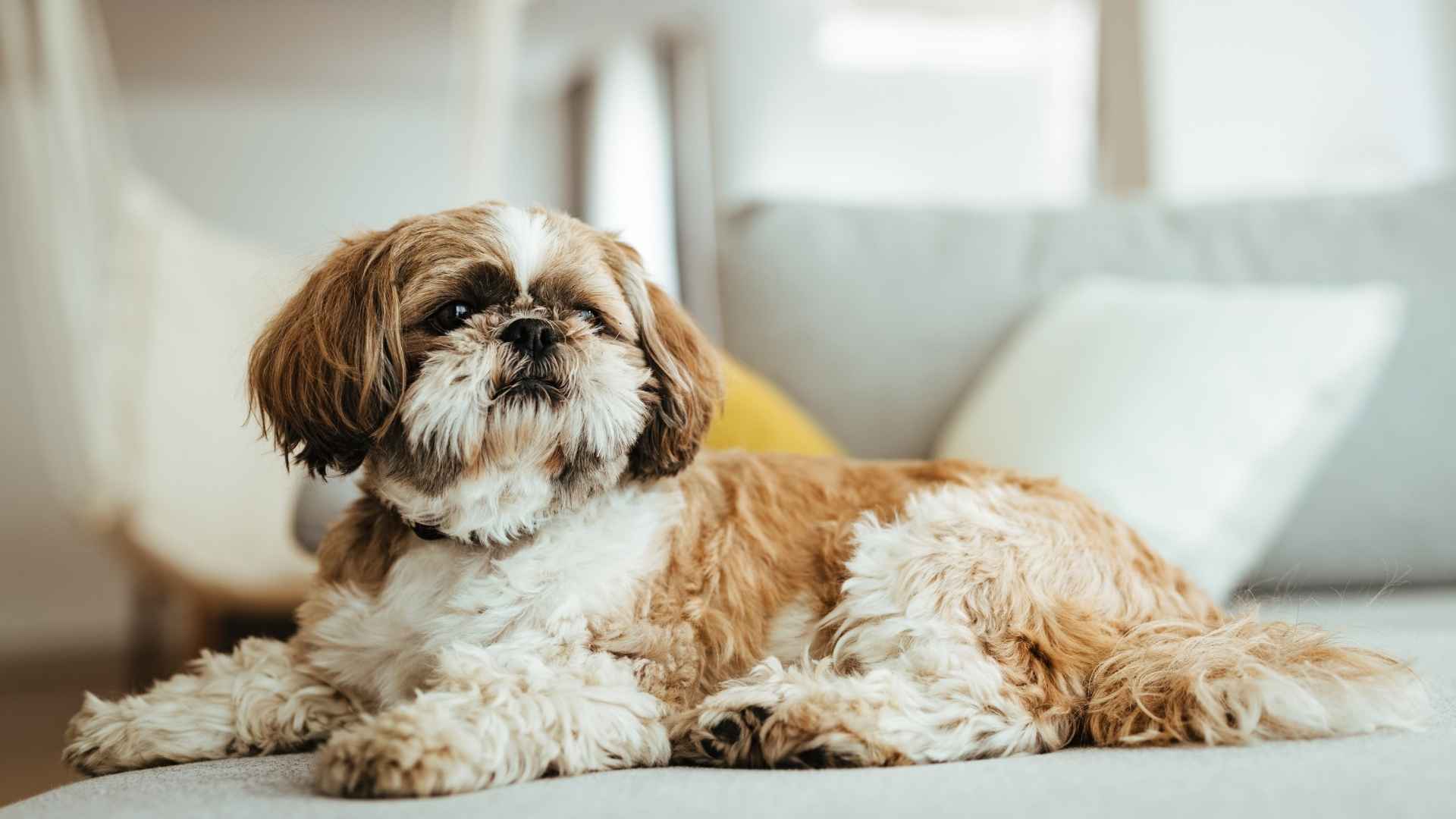 9 Best Dogs for Small Homes: The Tiny Companions