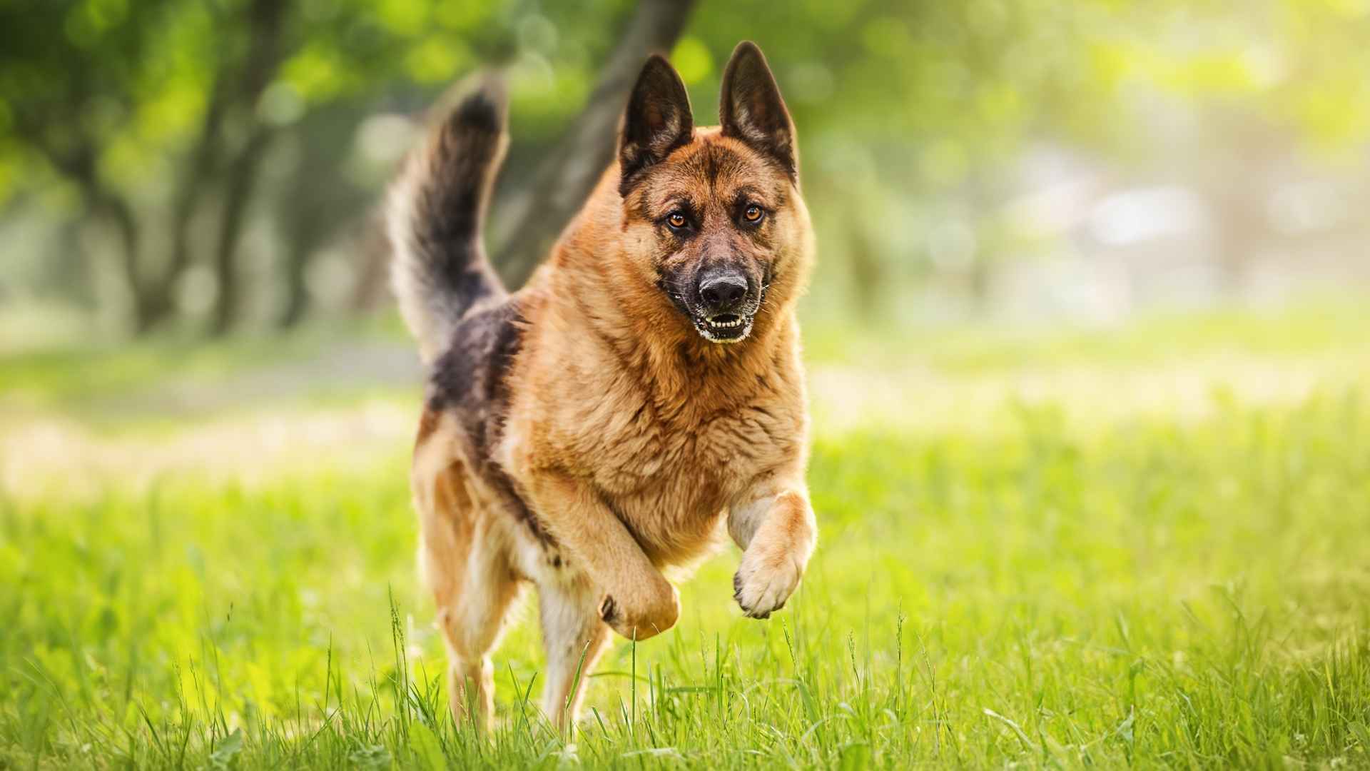 9 Best Fire and Rescue Dog Breeds: Super Heroes of the Canine World