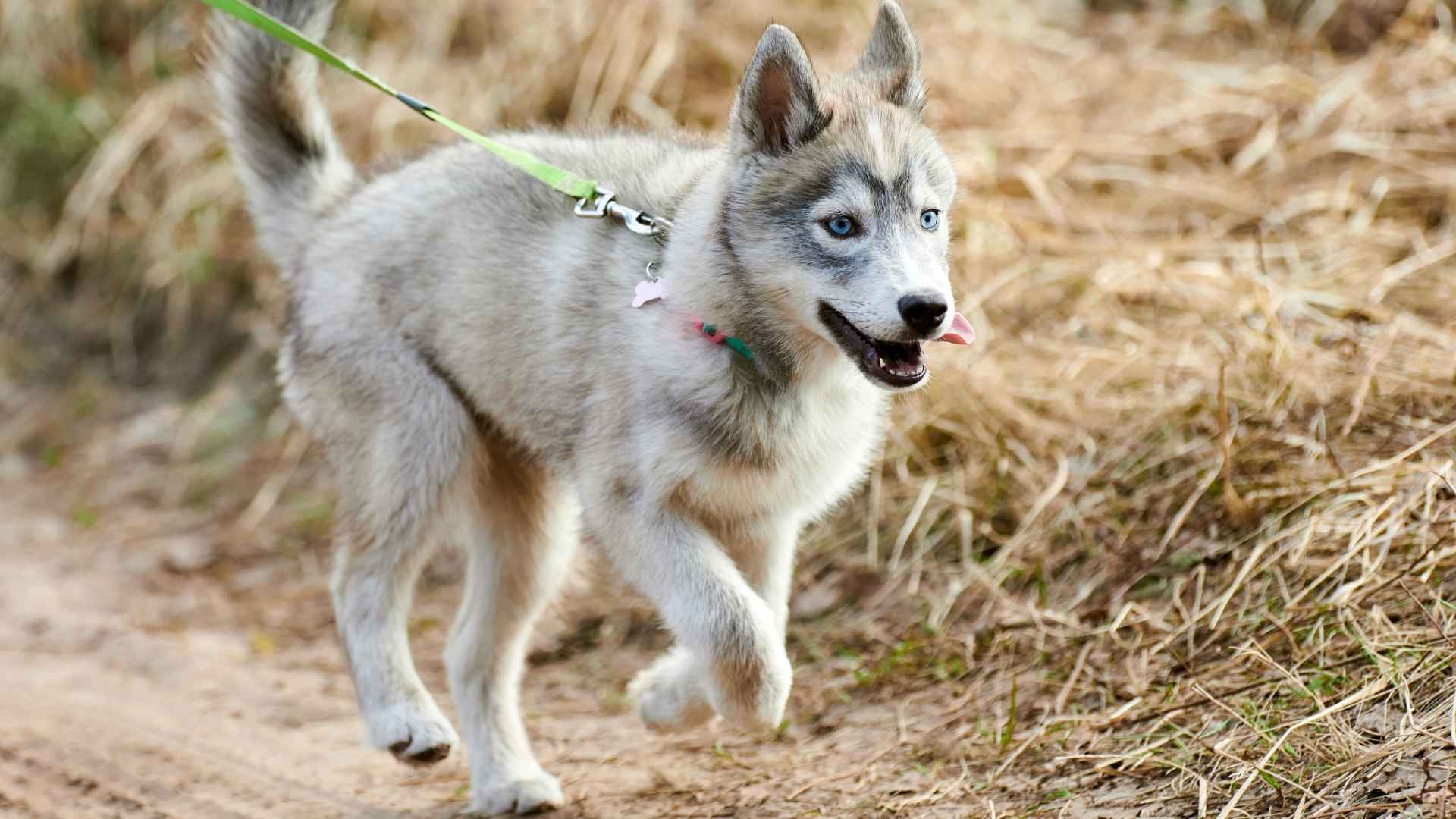 9 Best Hiking Puppy Breeds For Active Families