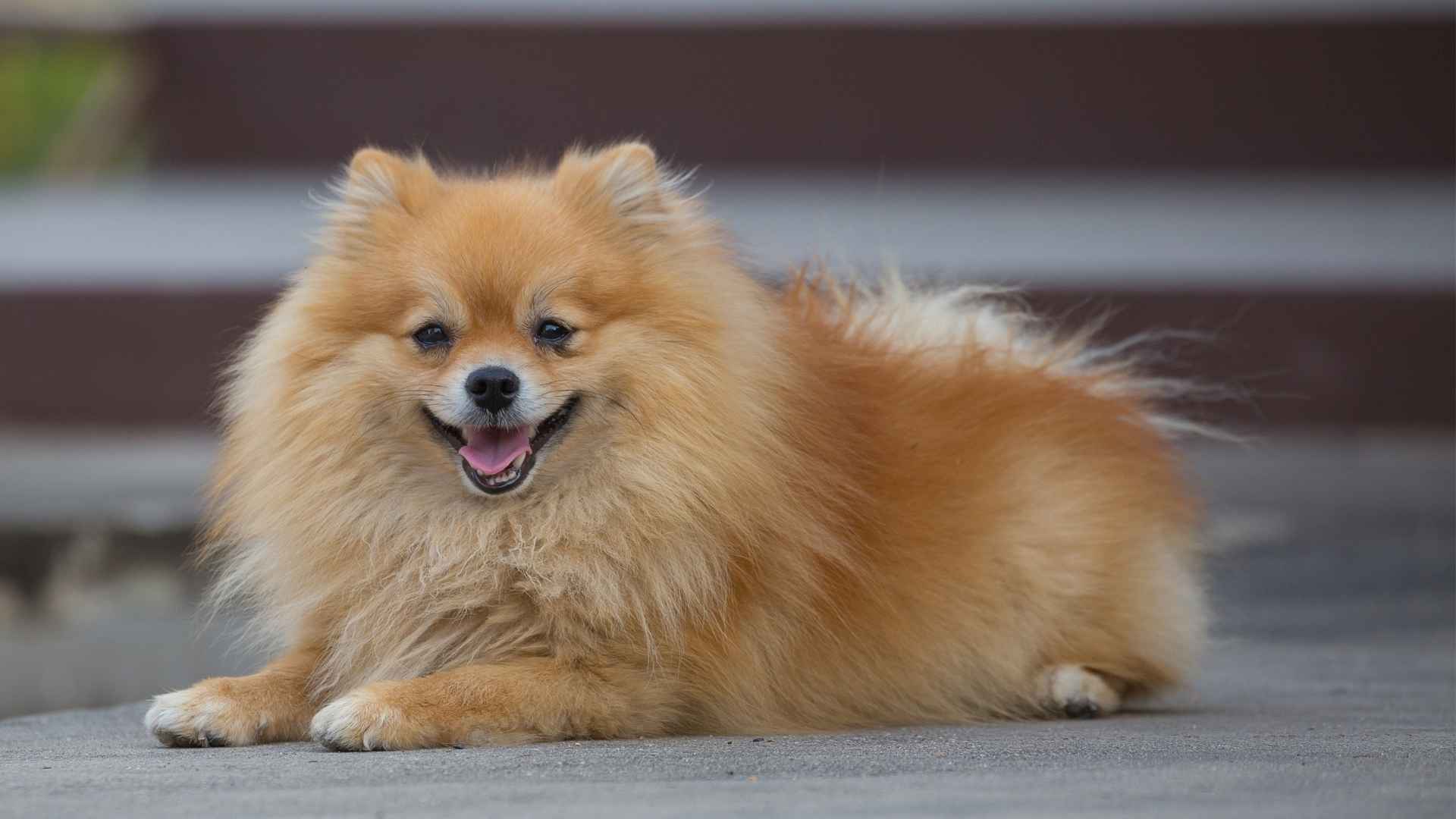 9 Best Little Dog Breeds with Big Hearts and Even Bigger Personalities