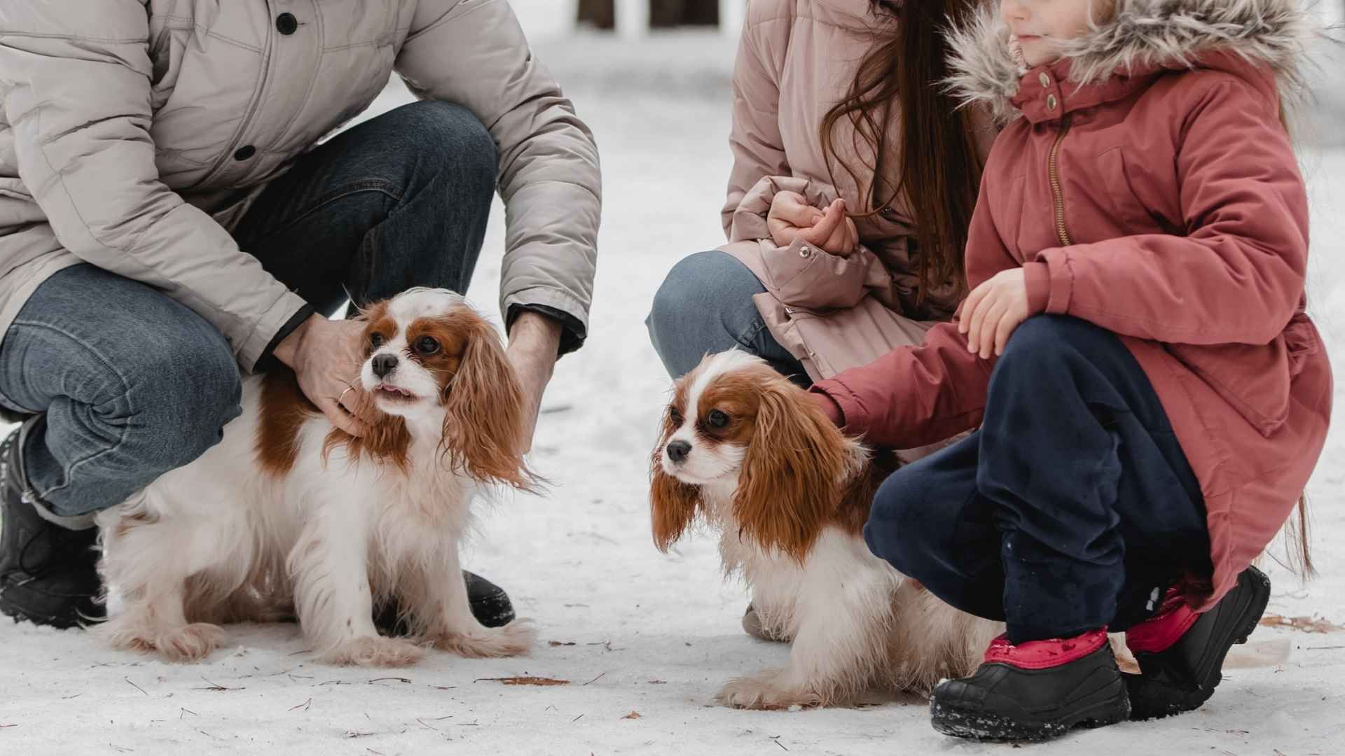 9 Best Small Dog Breeds For Families: Cuddly, Calm, and Kid-Safe