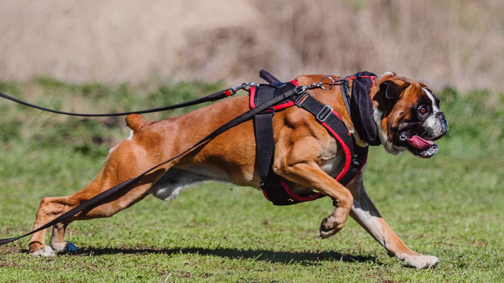 9 Best Weight-Pulling Dog Breeds That Turn Heads and Move Mountains
