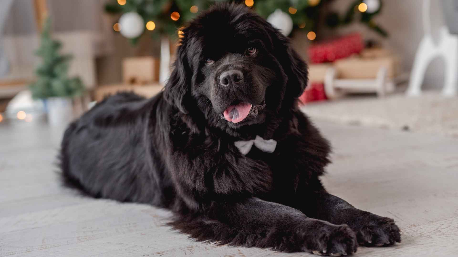 9 Black Dog Breeds and What Makes Them Special