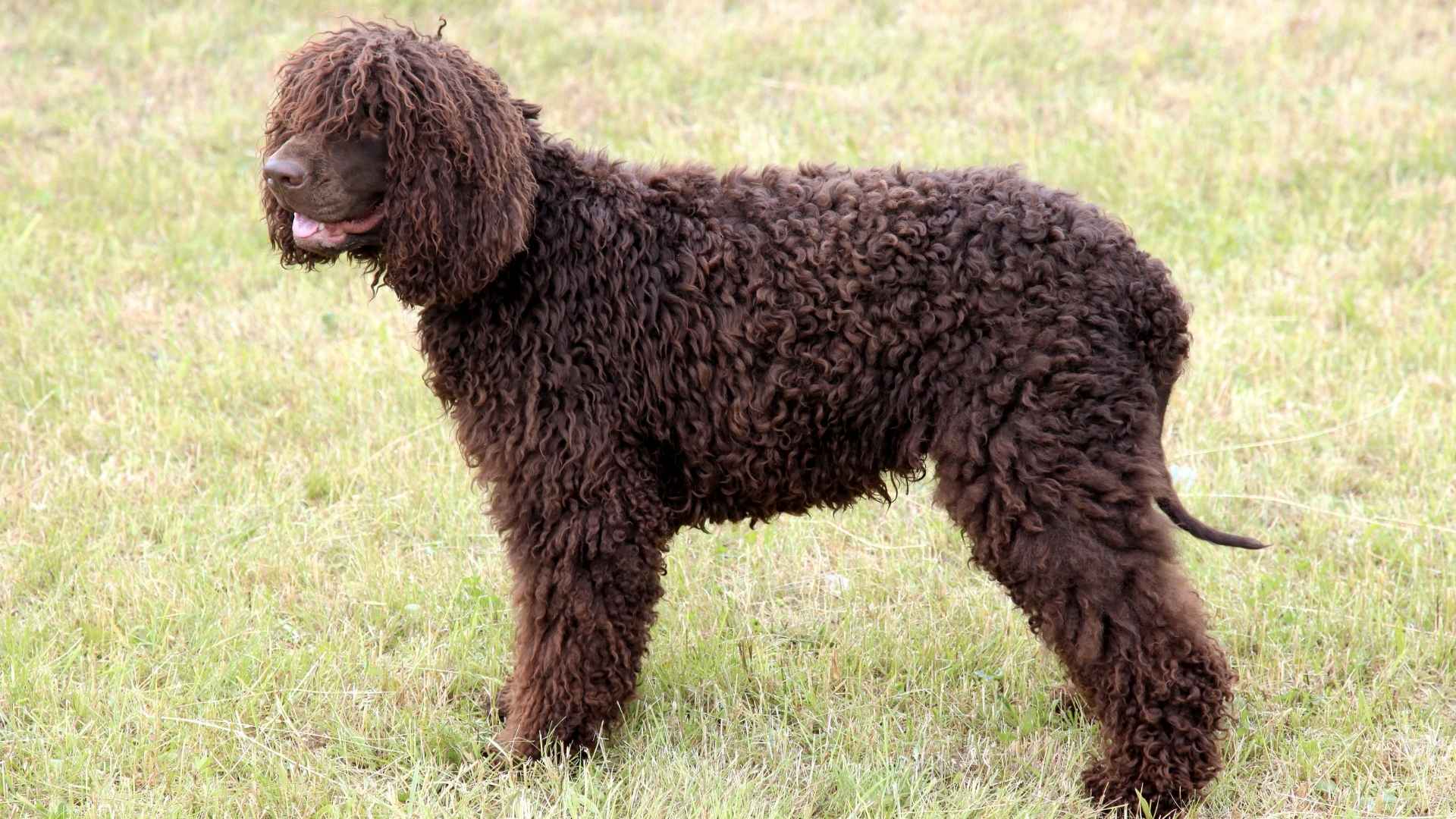 9 Curly Hair Dog Breeds That Are Too Cute to Resist