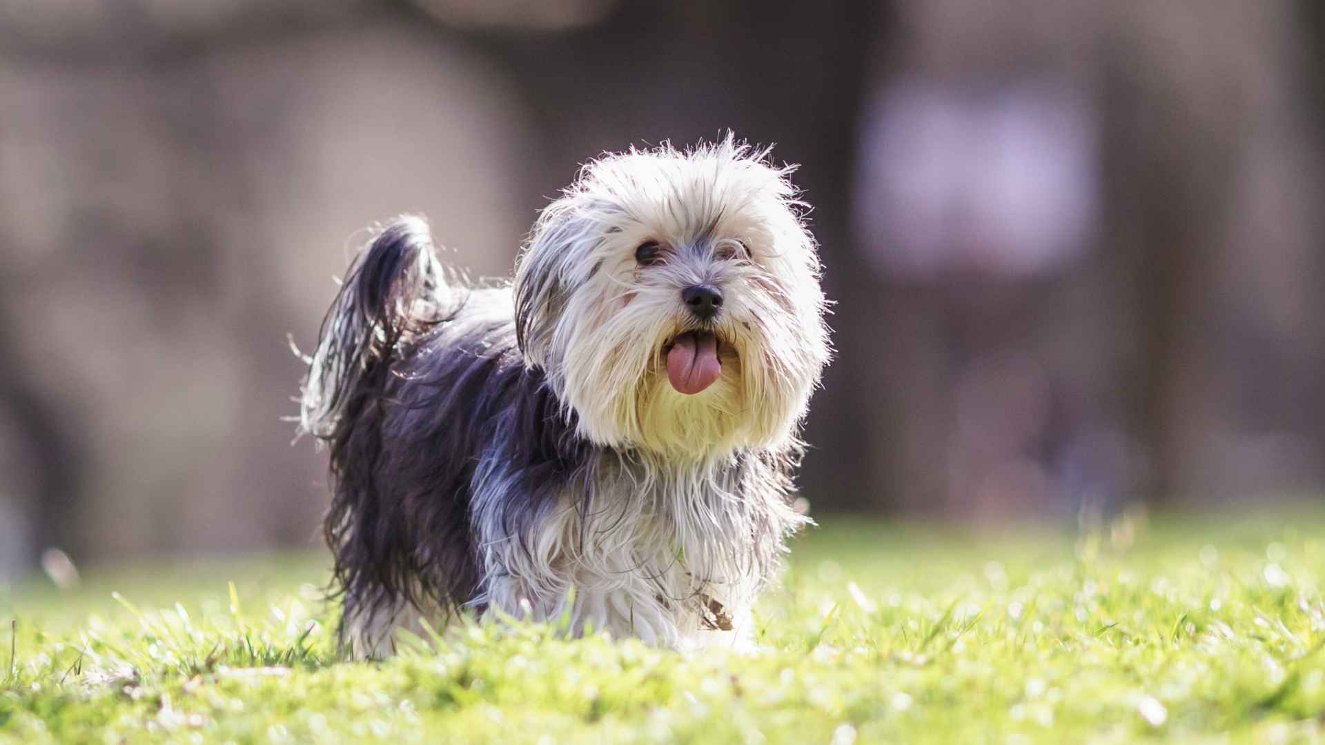 9 Designer Micro Dog Breeds with Small Size & Big Personality