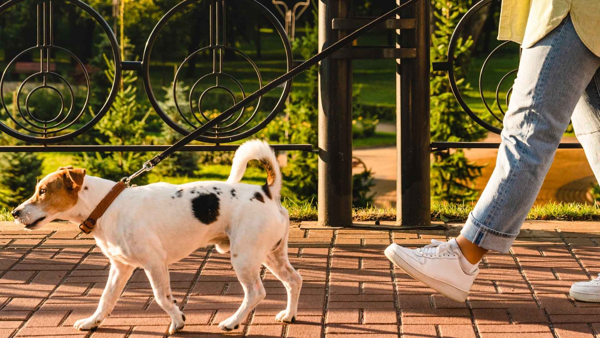 9 Dog Breeds For Early Morning Walkers With An Active Lifestyle