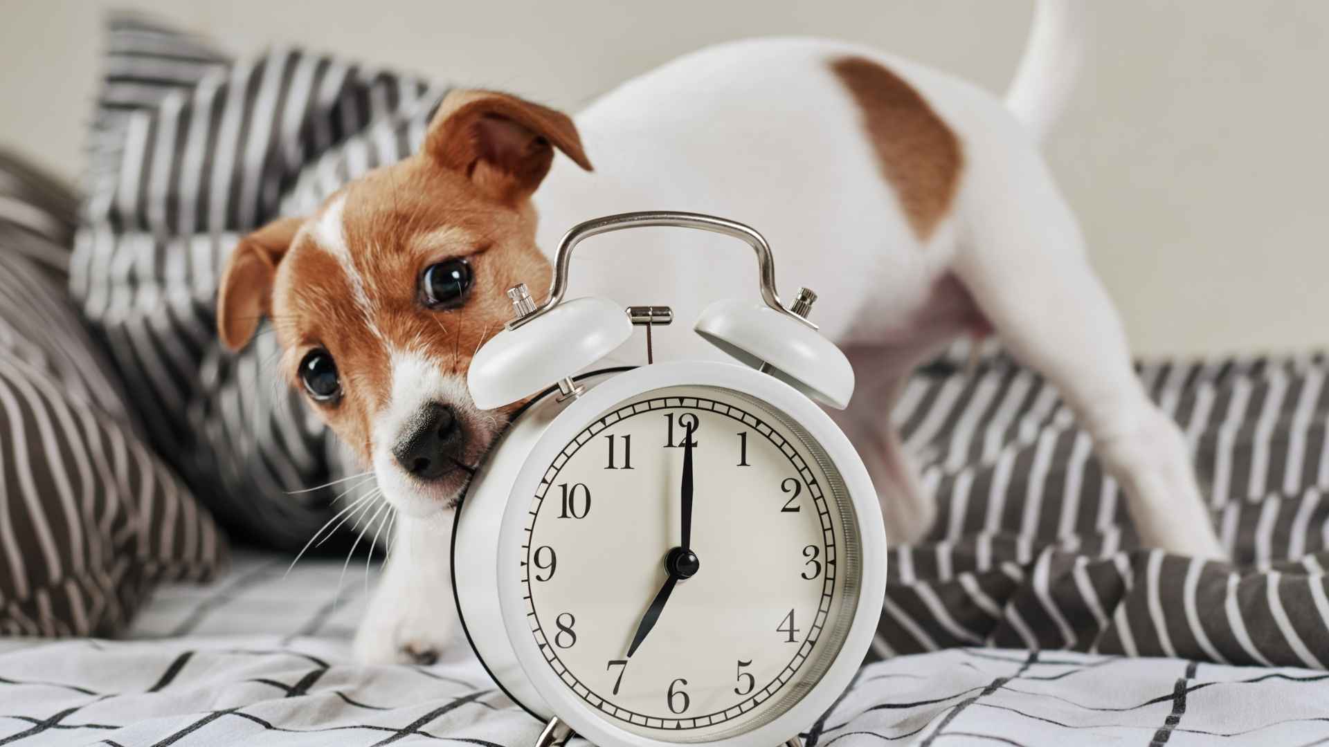 9 Dog Breeds For Early Risers That Get Up with the Sun