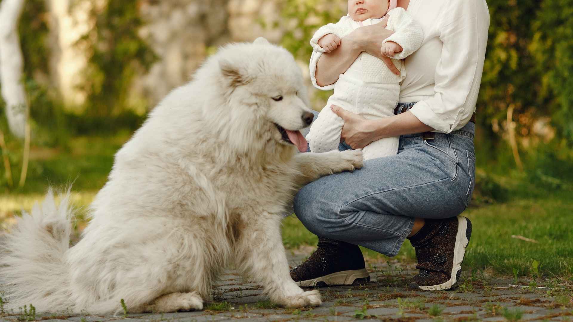 9 Dog Breeds For Families with Infants: Calm, Loyal, and Loving