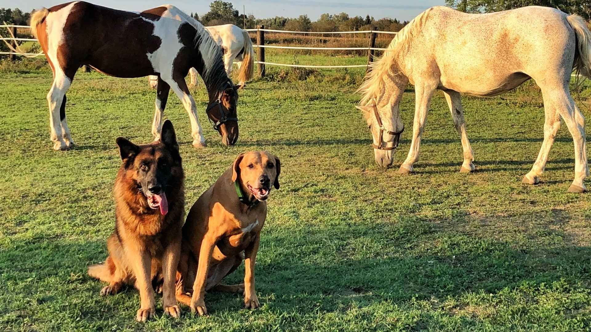 9 Dog Breeds For Guarding Horses and Stables