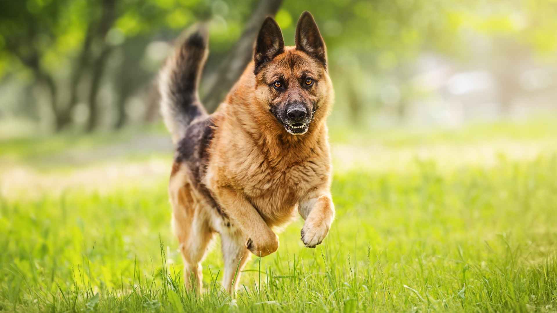 9 Dog Breeds Historically Used in Firefighting and Their Impact