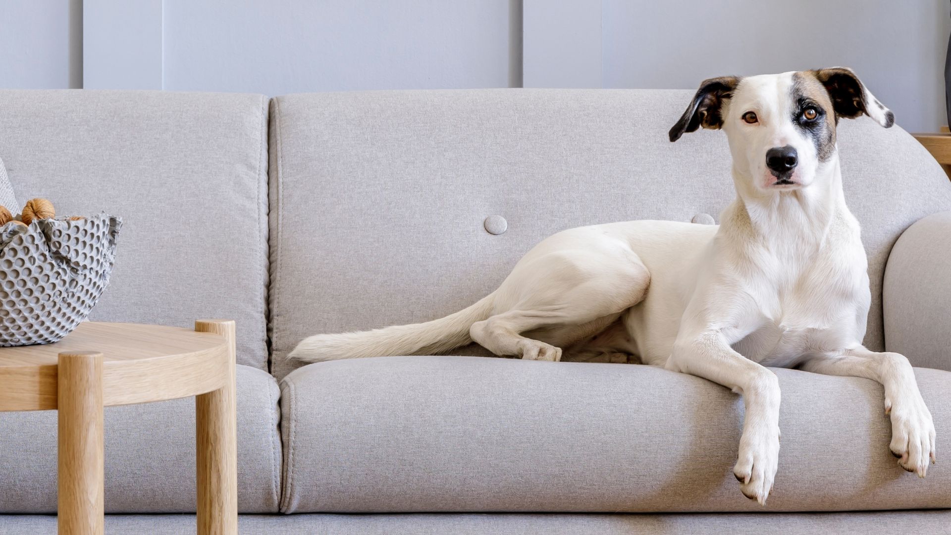 9 Dog Breeds Ideal For Minimalist Homes: The Small And Calm Dogs