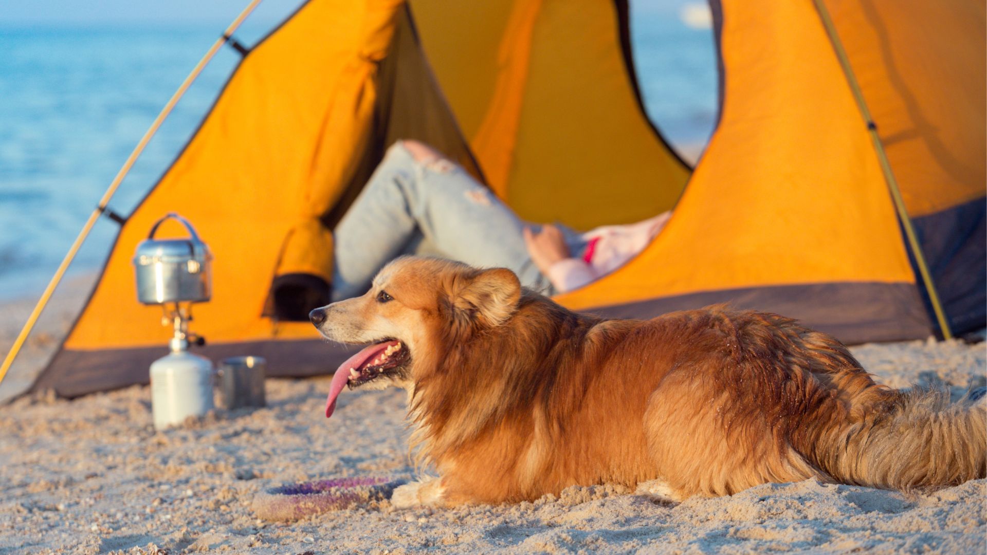 9 Dog Breeds Ideal for Beach Camping that thrive in coastal life