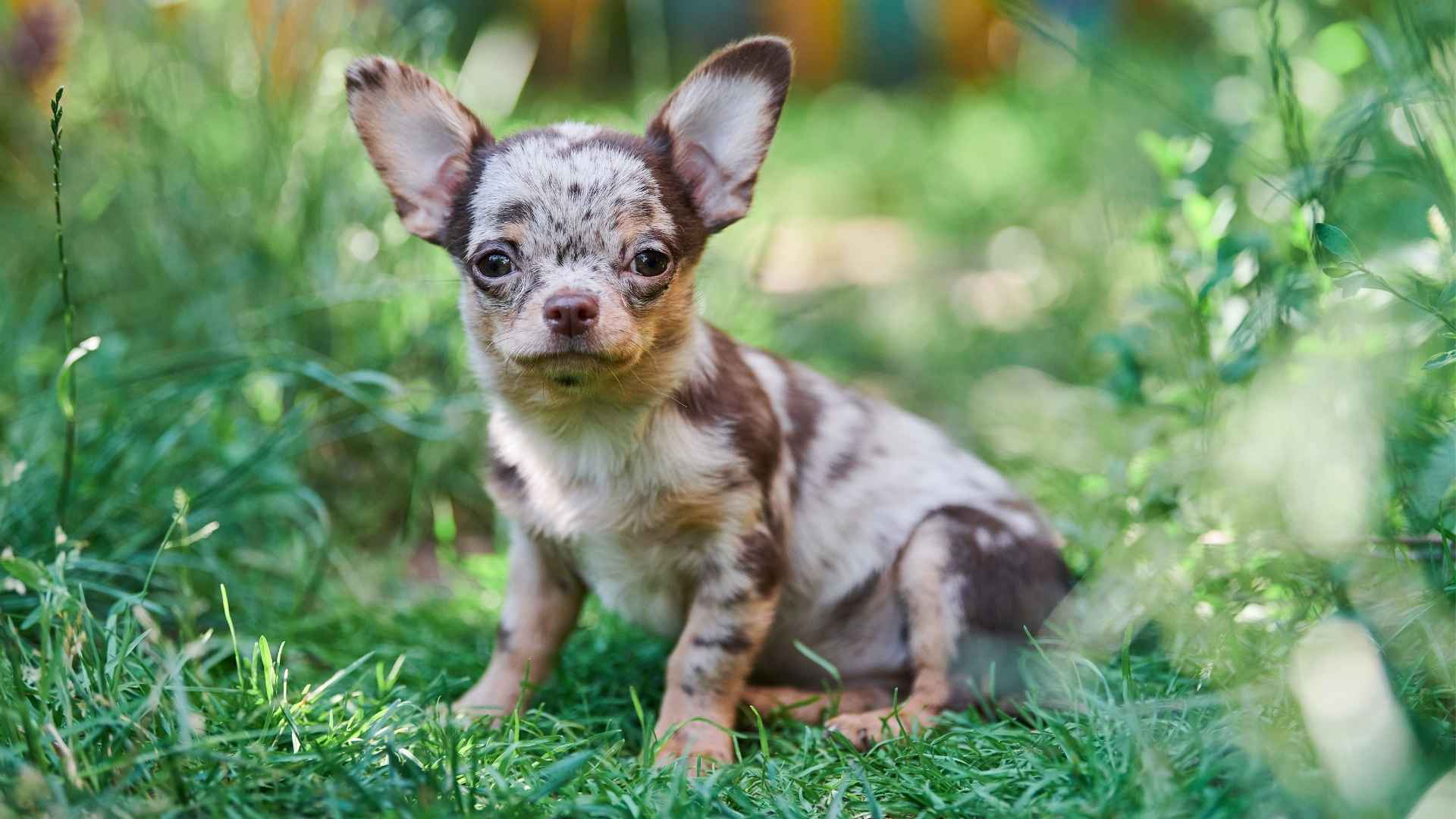 7 Dog Breeds With Exotic Merle Patterns That Look Straight Out of a Fairytale