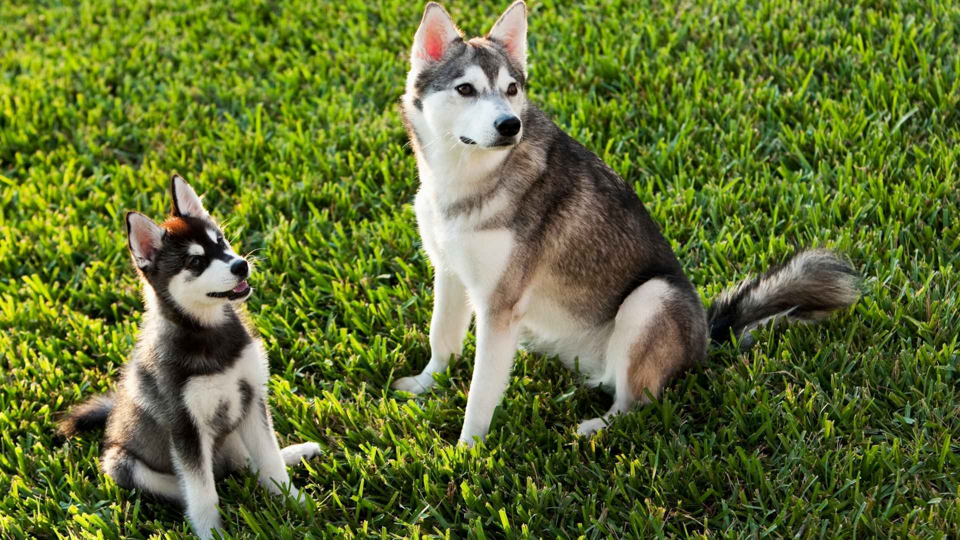 9 Dog Breeds Similar To Huskies: Exploring Northern Breeds With Wolf-Like Charm