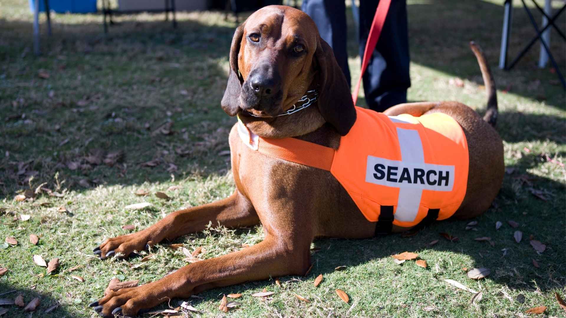 9 Dog Breeds Suitable For Search And Rescue Operations