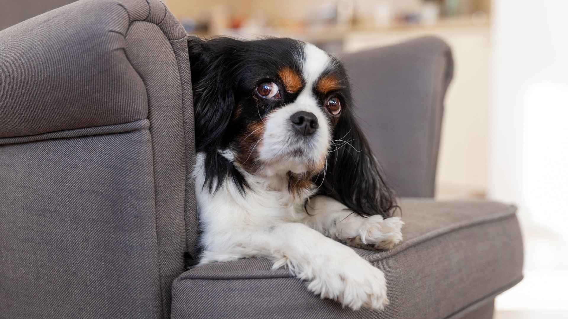 9 Dog Breeds That Act Like Introverts That Prefer Peace and Quiet