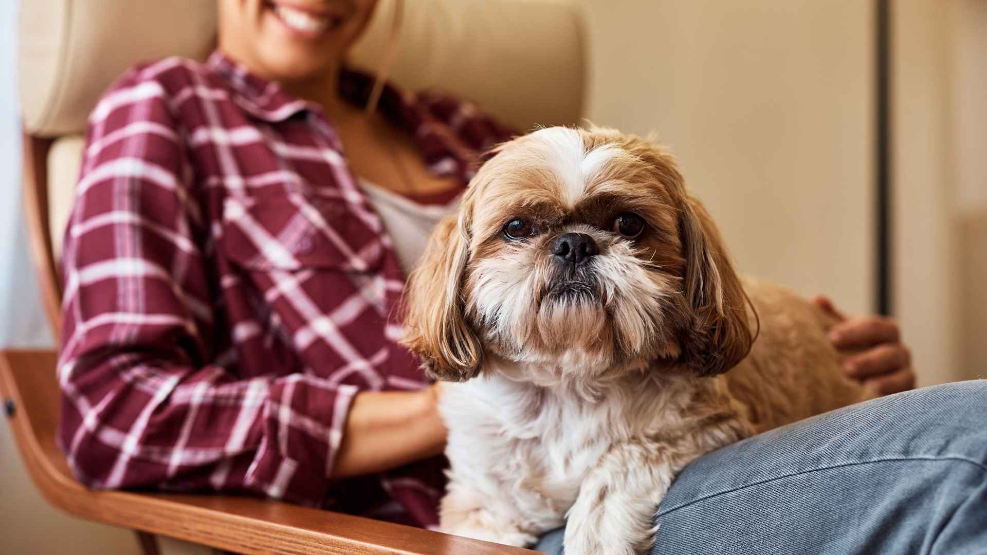 9 Dog Breeds That Act Like Therapists to Soothe Anxiety and Stress