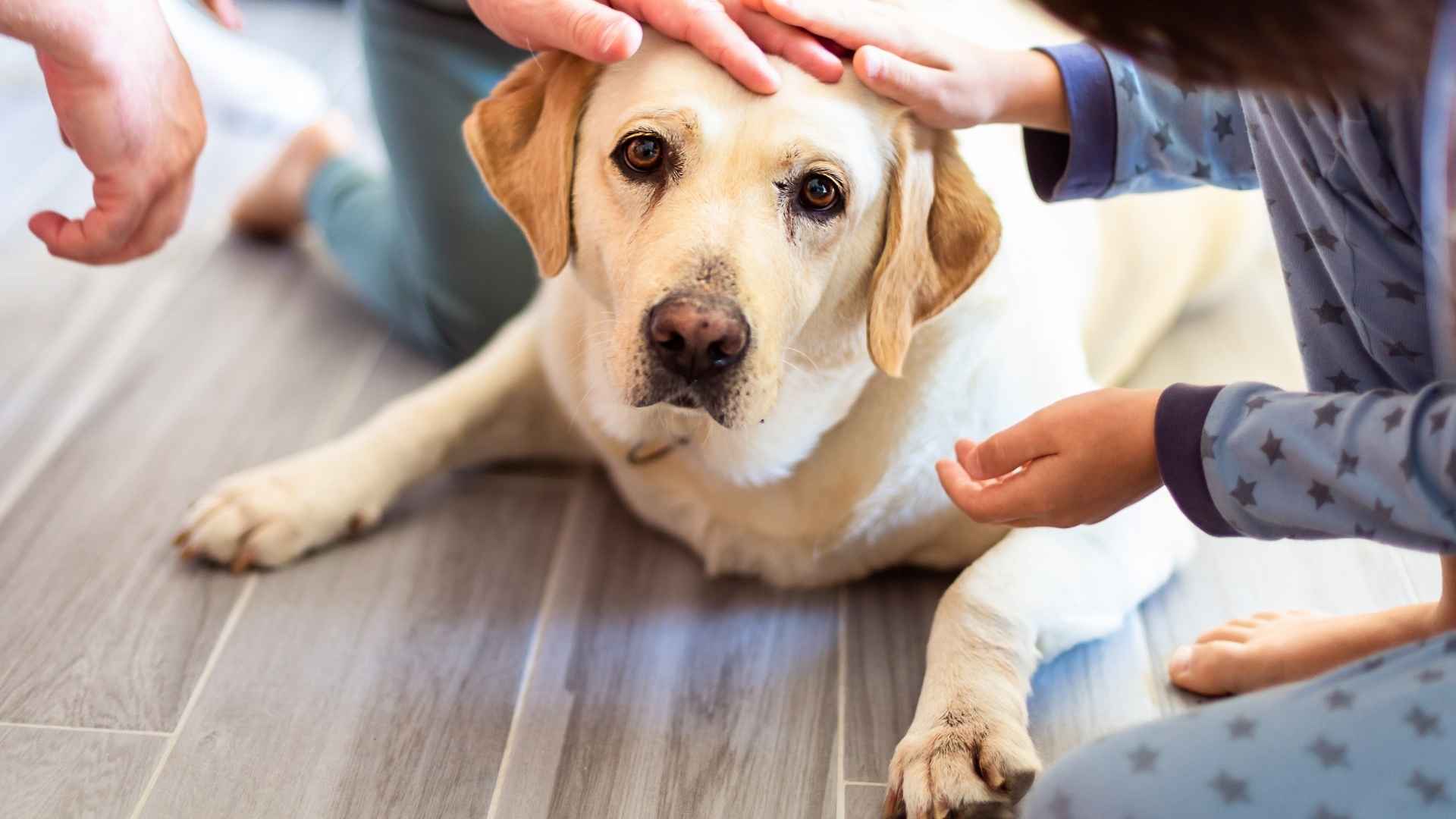 9 Dog Breeds That Are Anxious and Need Extra Comfort and Care