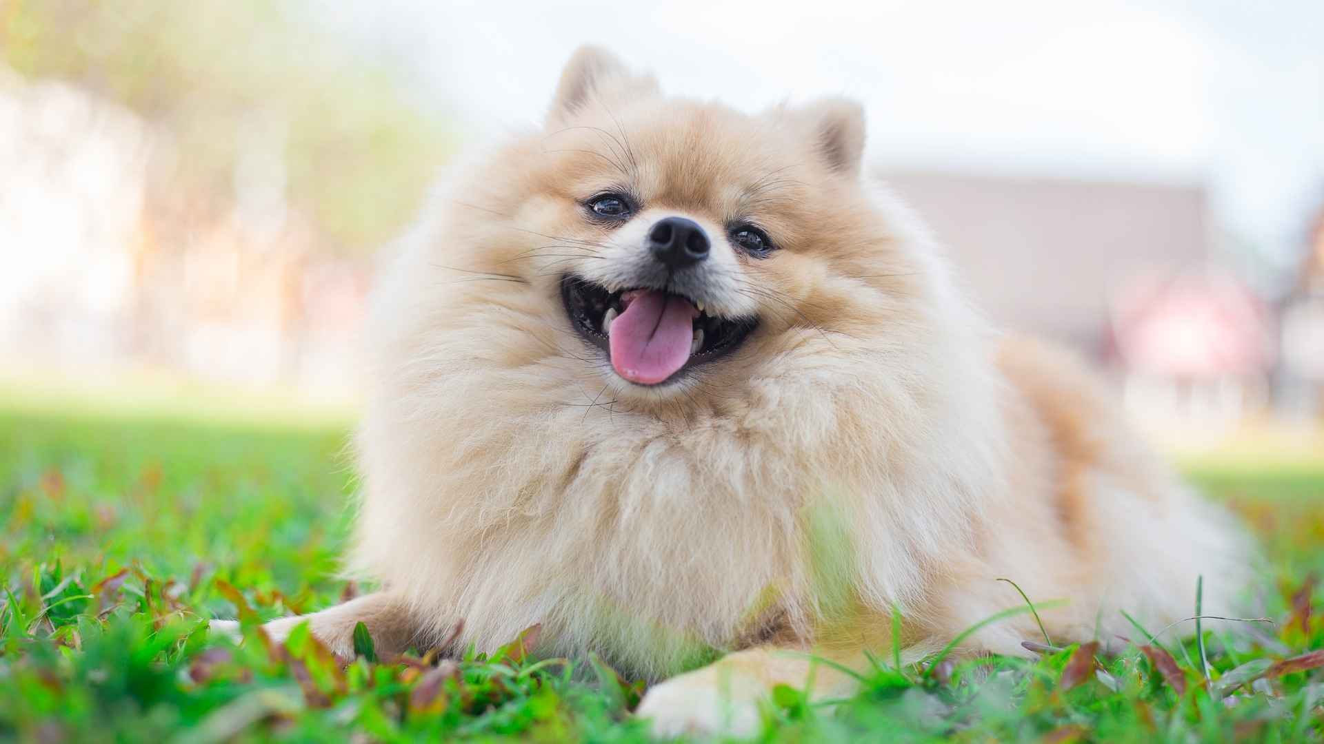 9 Dog Breeds That Are Dramatic and Love to Steal the Spotlight