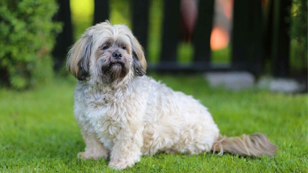 9 Dog Breeds That Are Like the Shih Tzu: Small, Sweet, and Fluffy