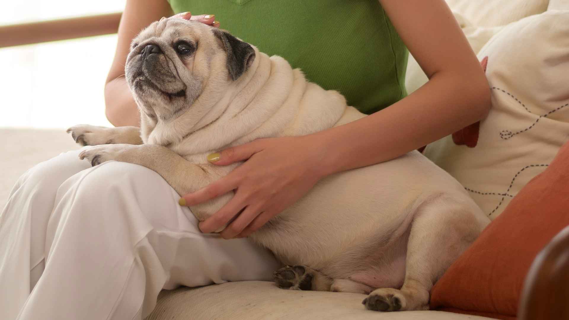 9 Dog Breeds That Are Very Attached To Owner and Love to Cuddle