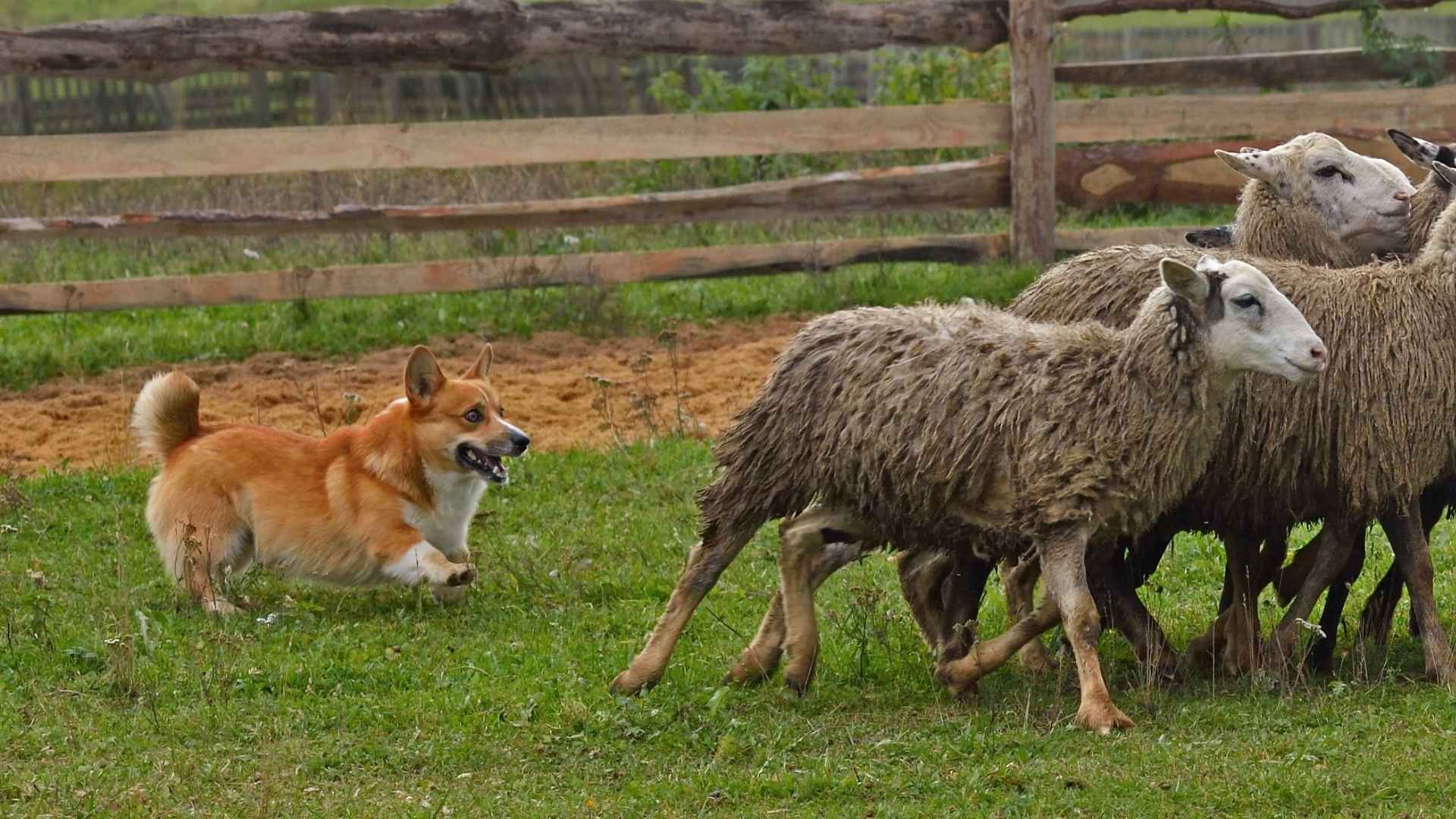 9 Dog Breeds That Bond With Farm Animals and Live in Harmony
