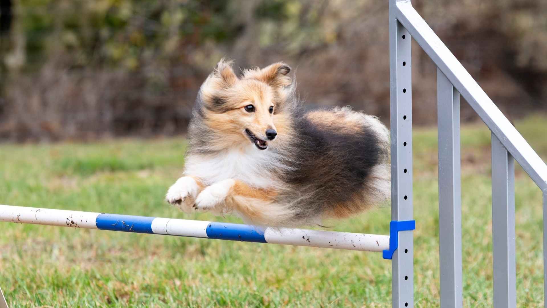 9 Dog Breeds That Can Jump the Highest and Will Surprise You