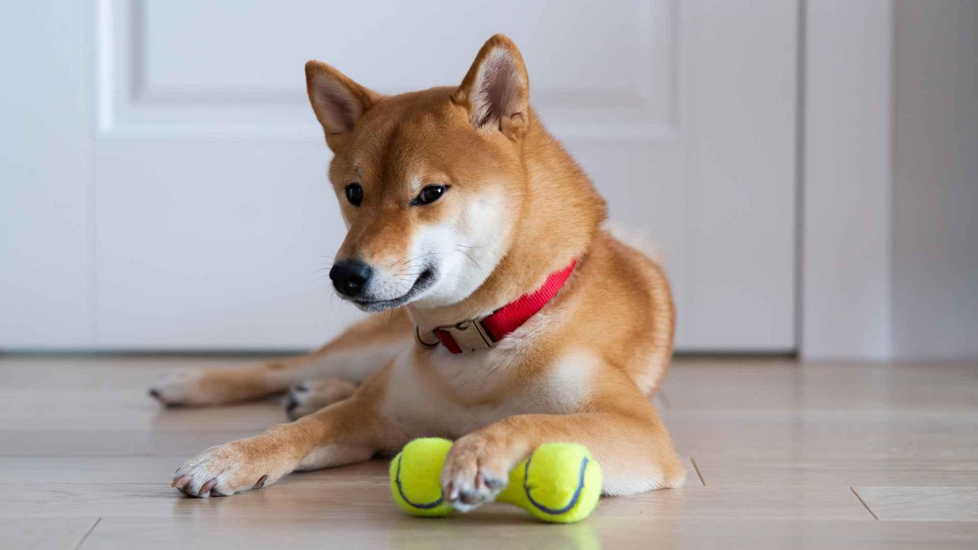 9 Dog Breeds That Can Stay Home Alone & Won't Resort to Mischief