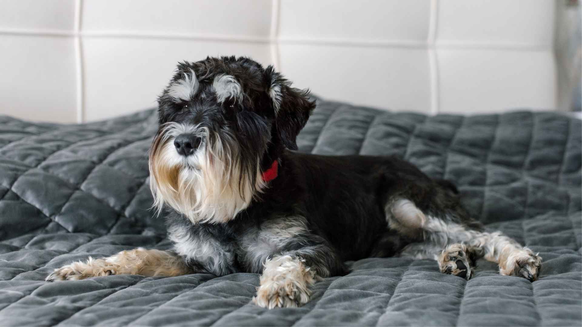 9 Dog Breeds That Don't Mind Being Home Alone & Enjoy Their Own Company