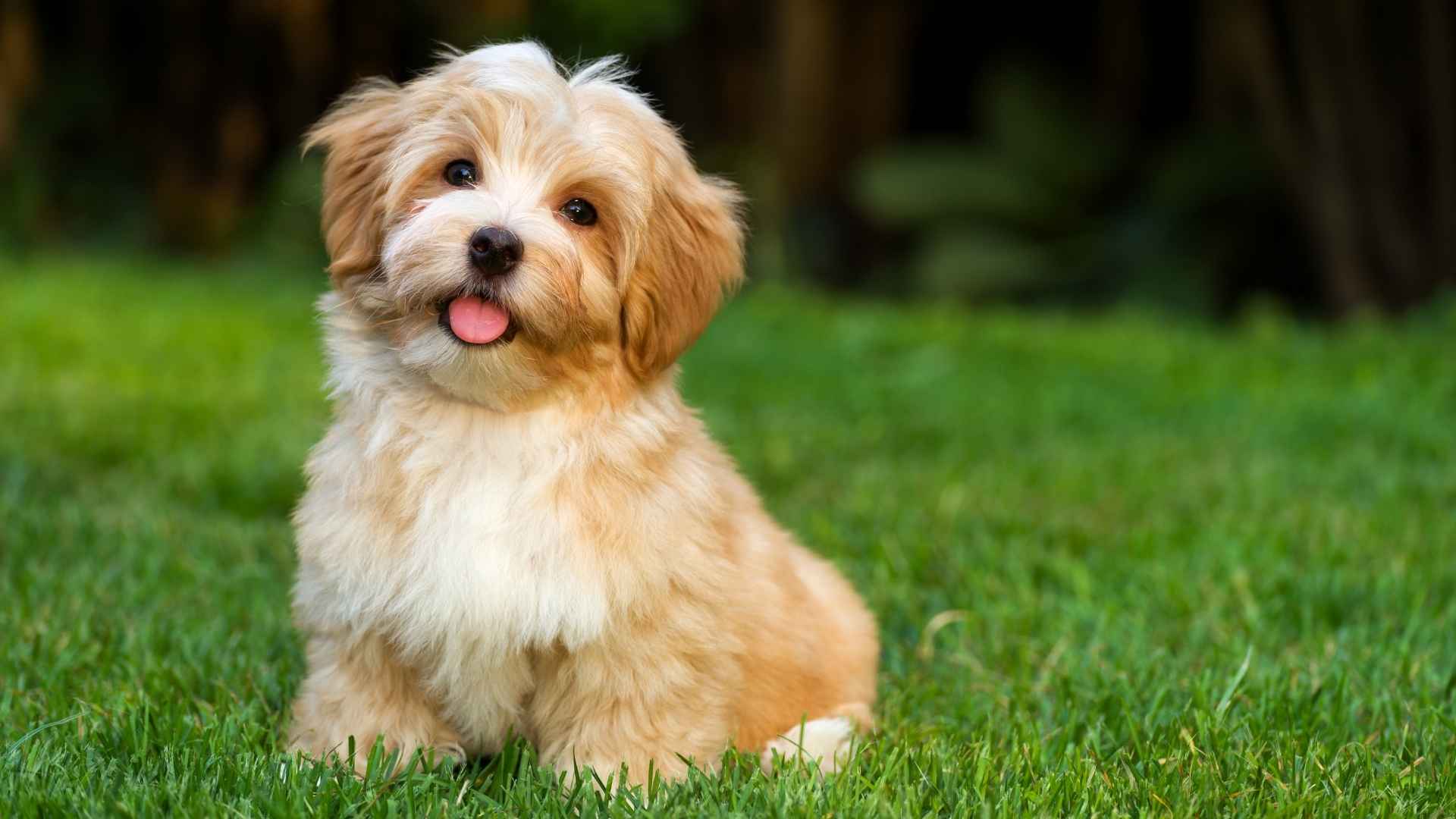 9 Dog Breeds That Don't Produce Odor for a Fresh Home