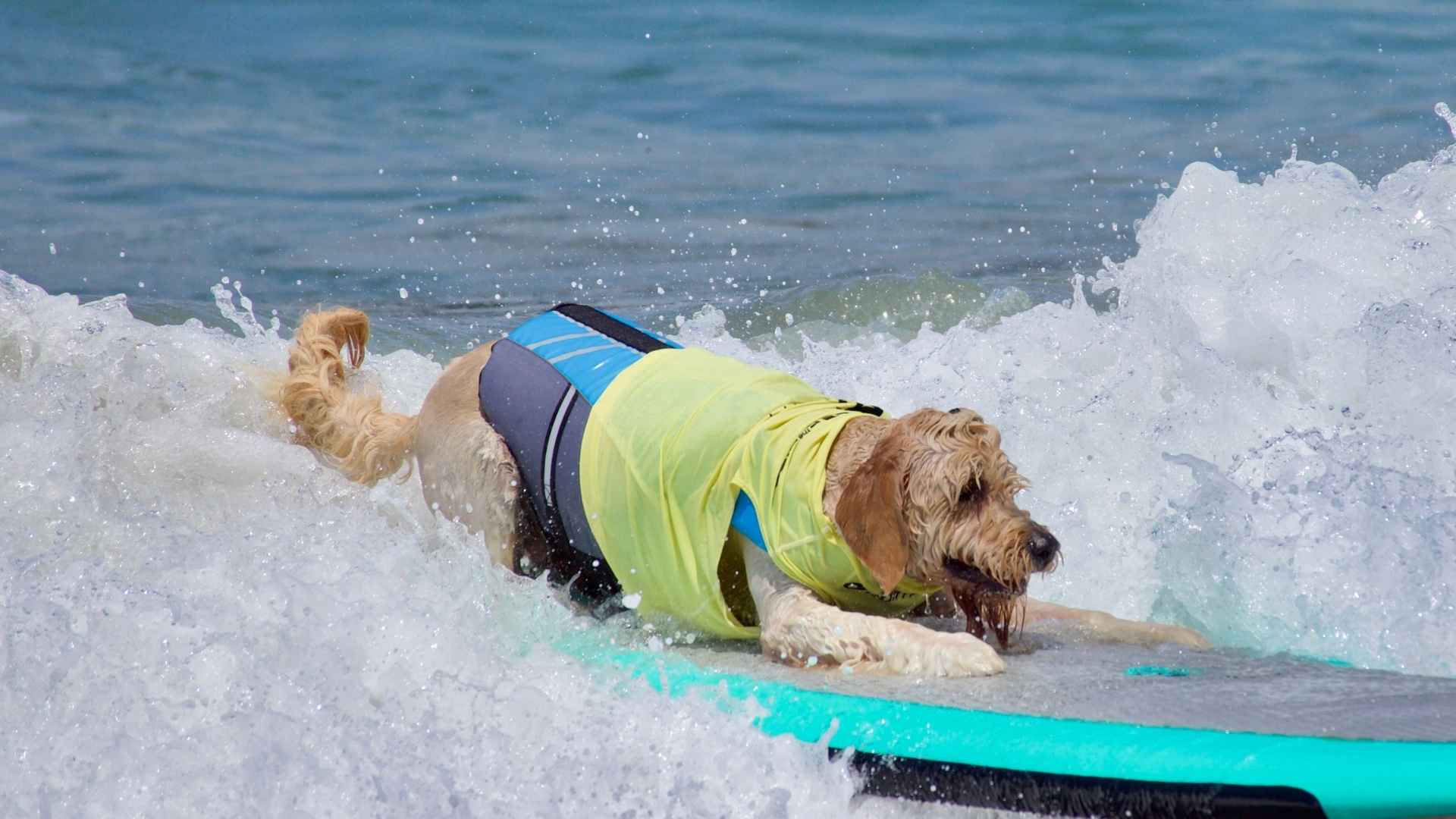9 Dog Breeds That Enjoy Paddle Boarding and Make Waves Wherever They Go