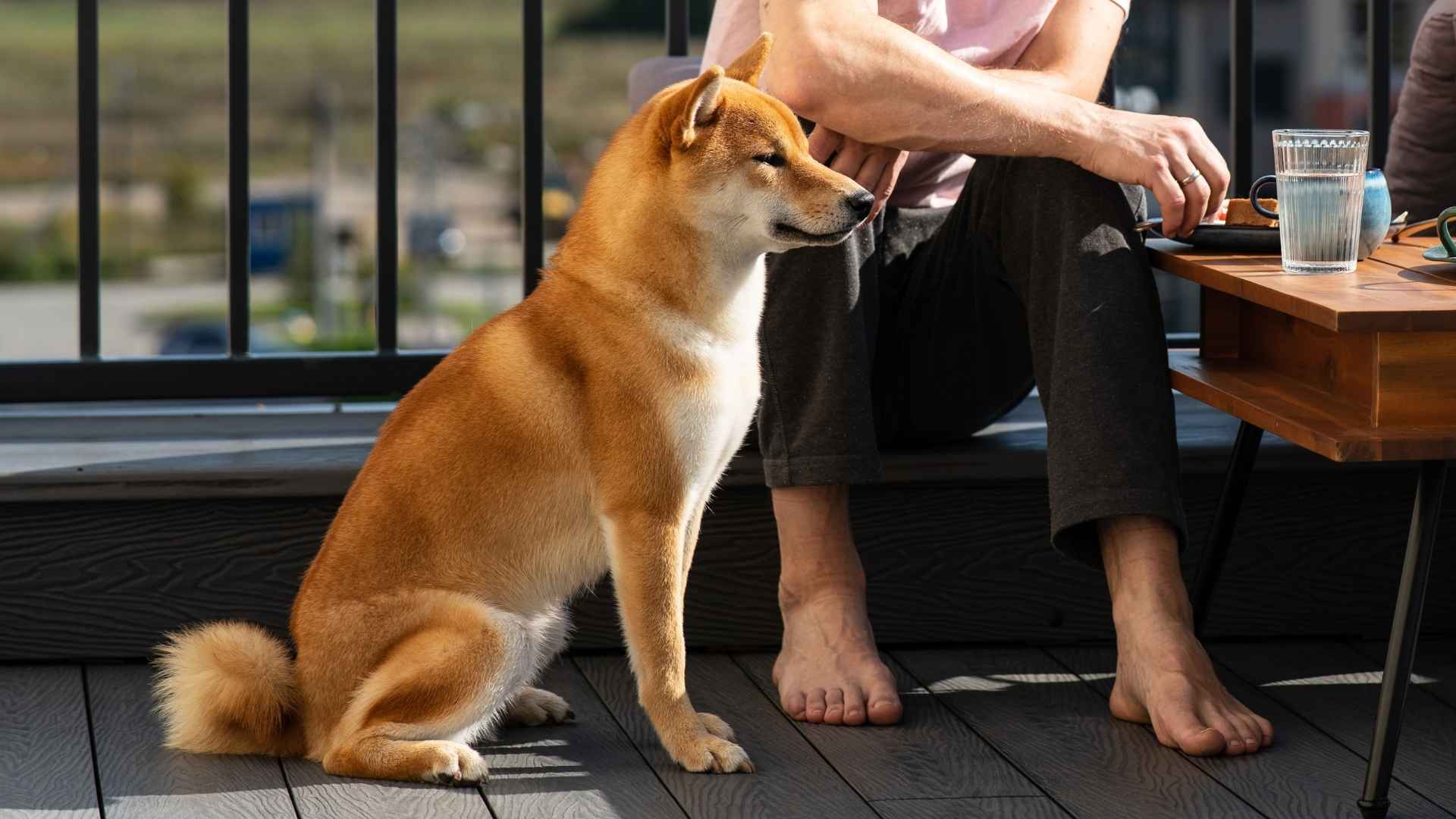 9 Dog Breeds That Enjoy Rooftop Patios & Love the View