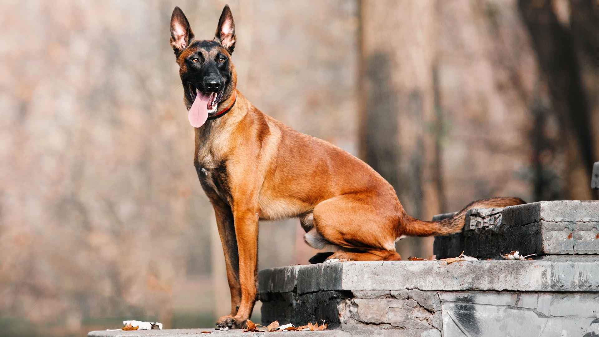 9 Dog Breeds That Follow A Strict Schedule and Thrive on Routines