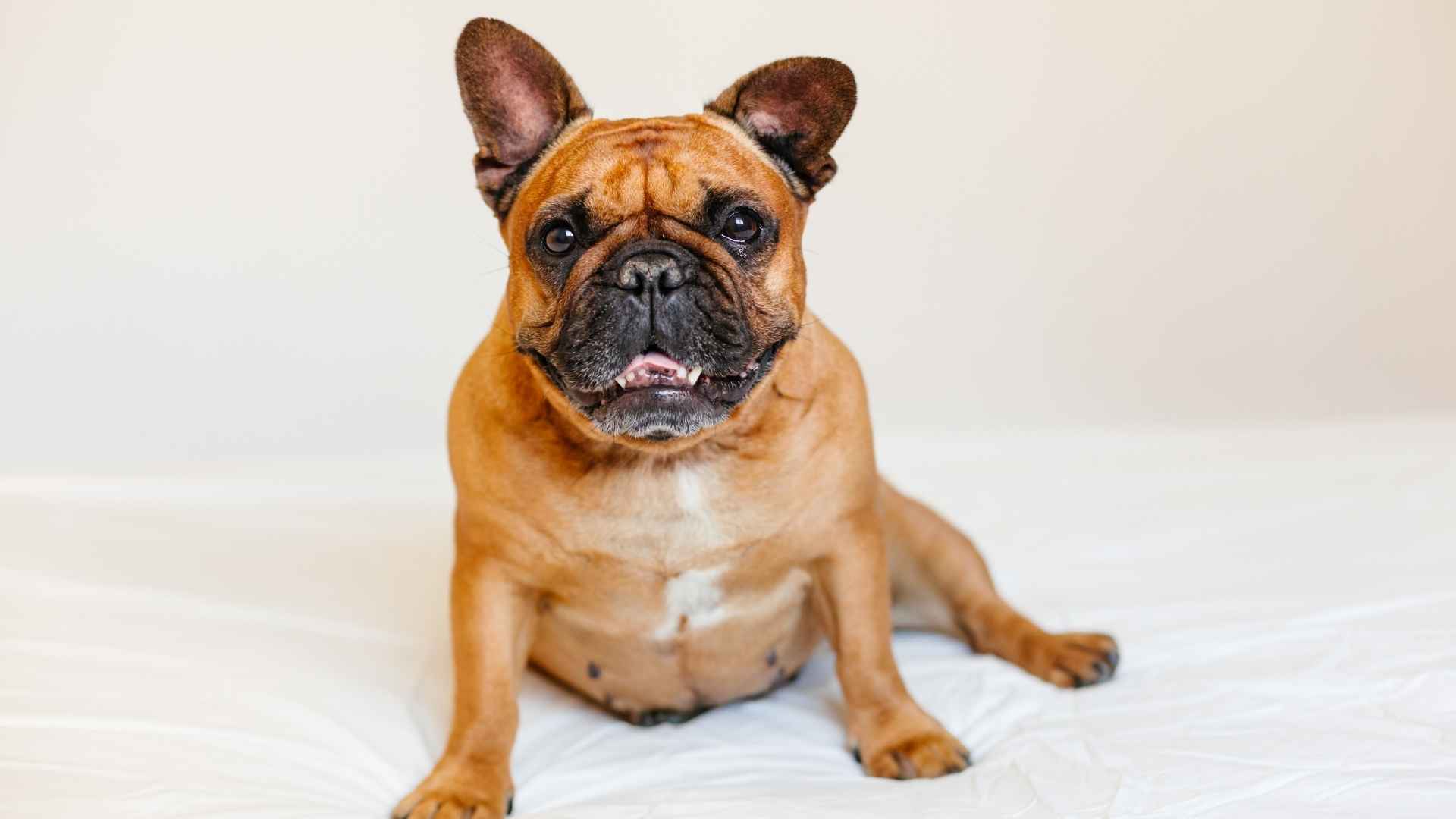 9 Dog Breeds That Have A Gentle Bark That Communicate Without the Noise