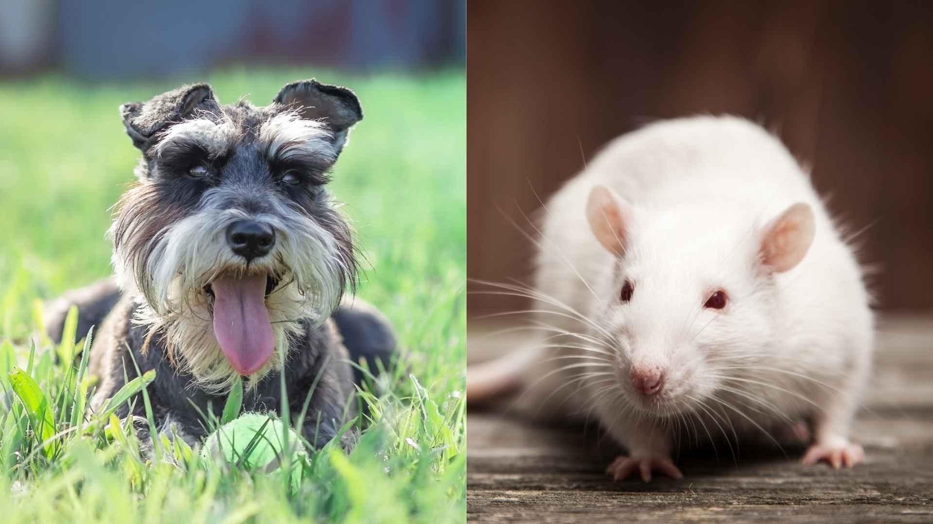 9 Dog Breeds That Hunt Mice and Pests (Better than a Cat!)