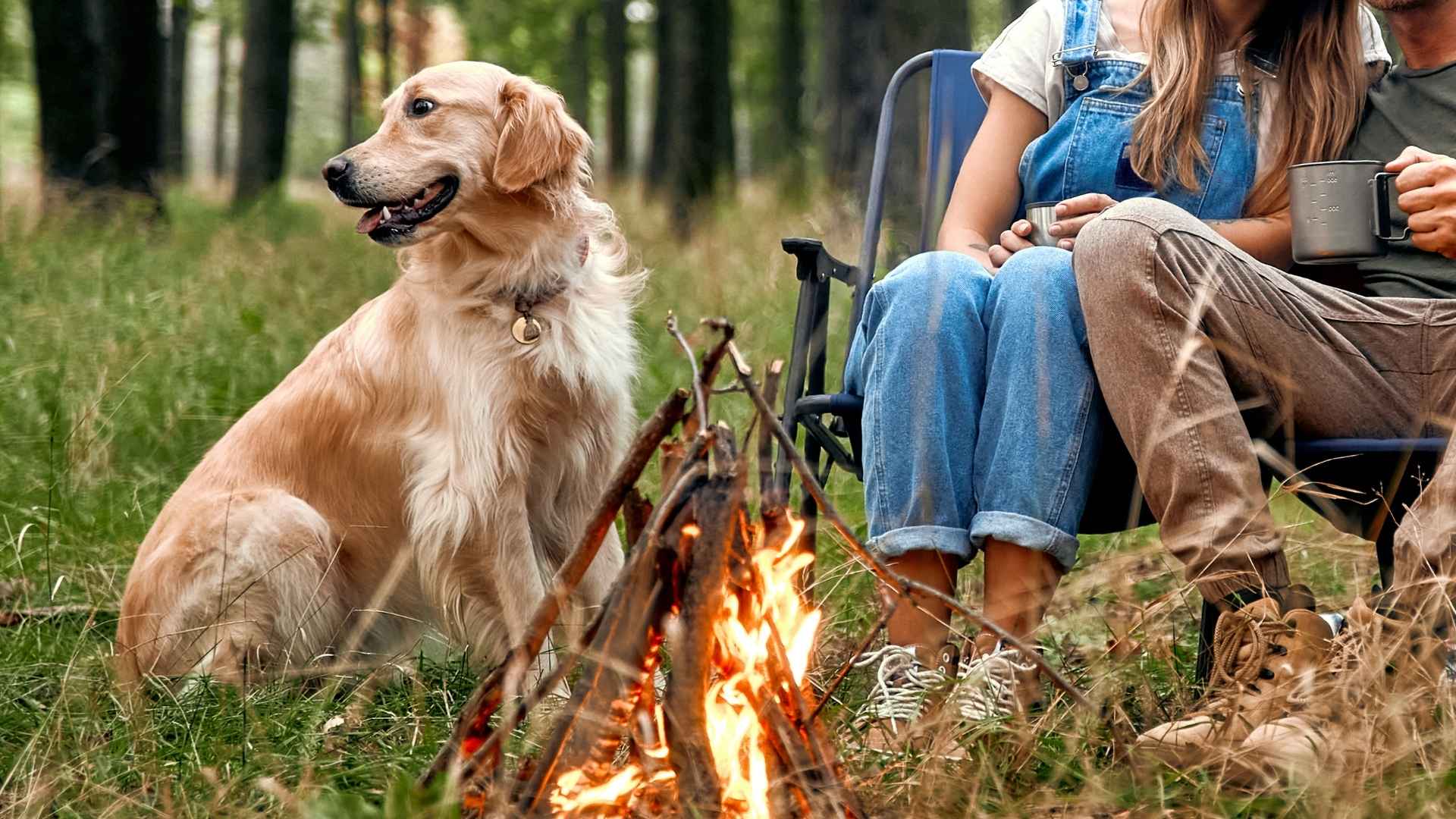 9 Dog Breeds That Love Camping Fires and Stay Calm and Cozy