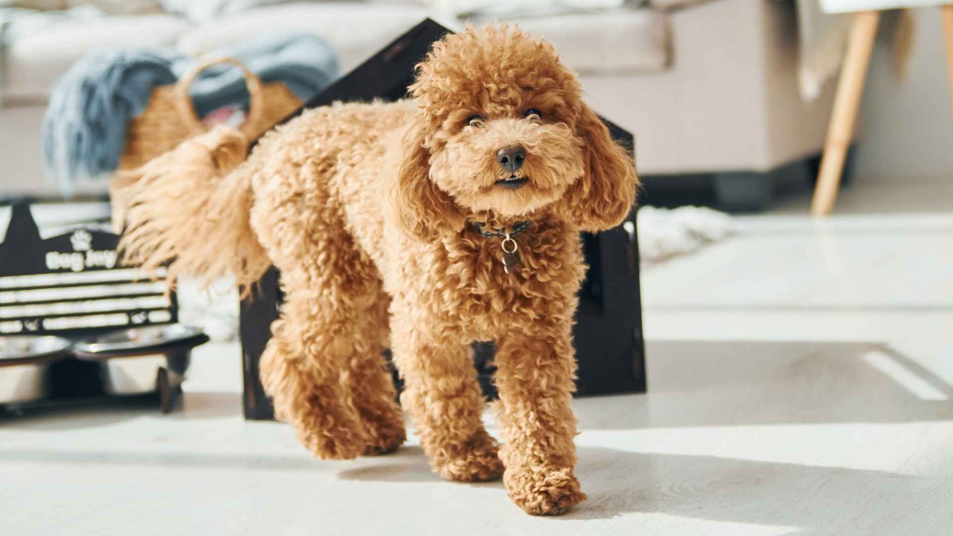 9 Dog Breeds That Love Condo Living and Thrive in Small Spaces