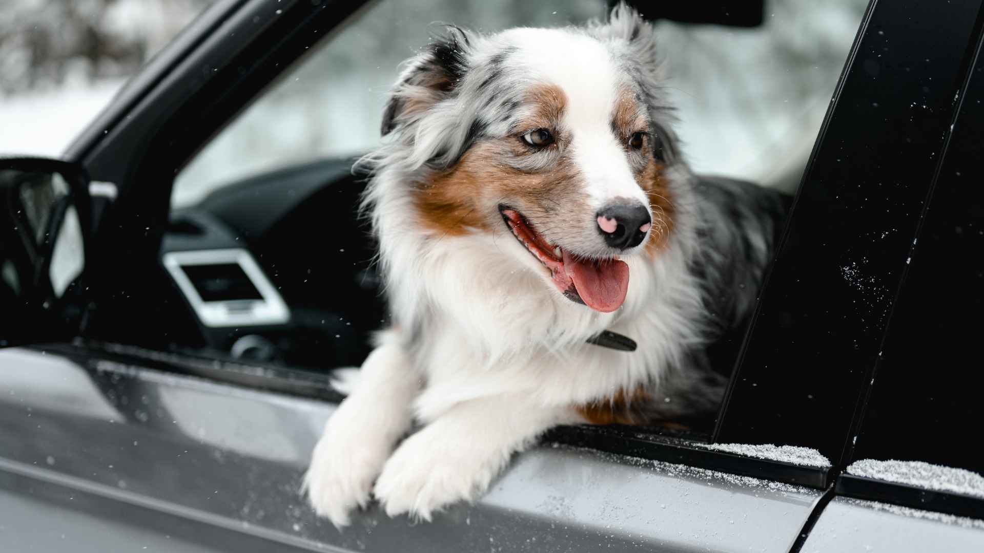 9 Dog Breeds That Love Daily Car Rides: Fueled by Love and Adventure