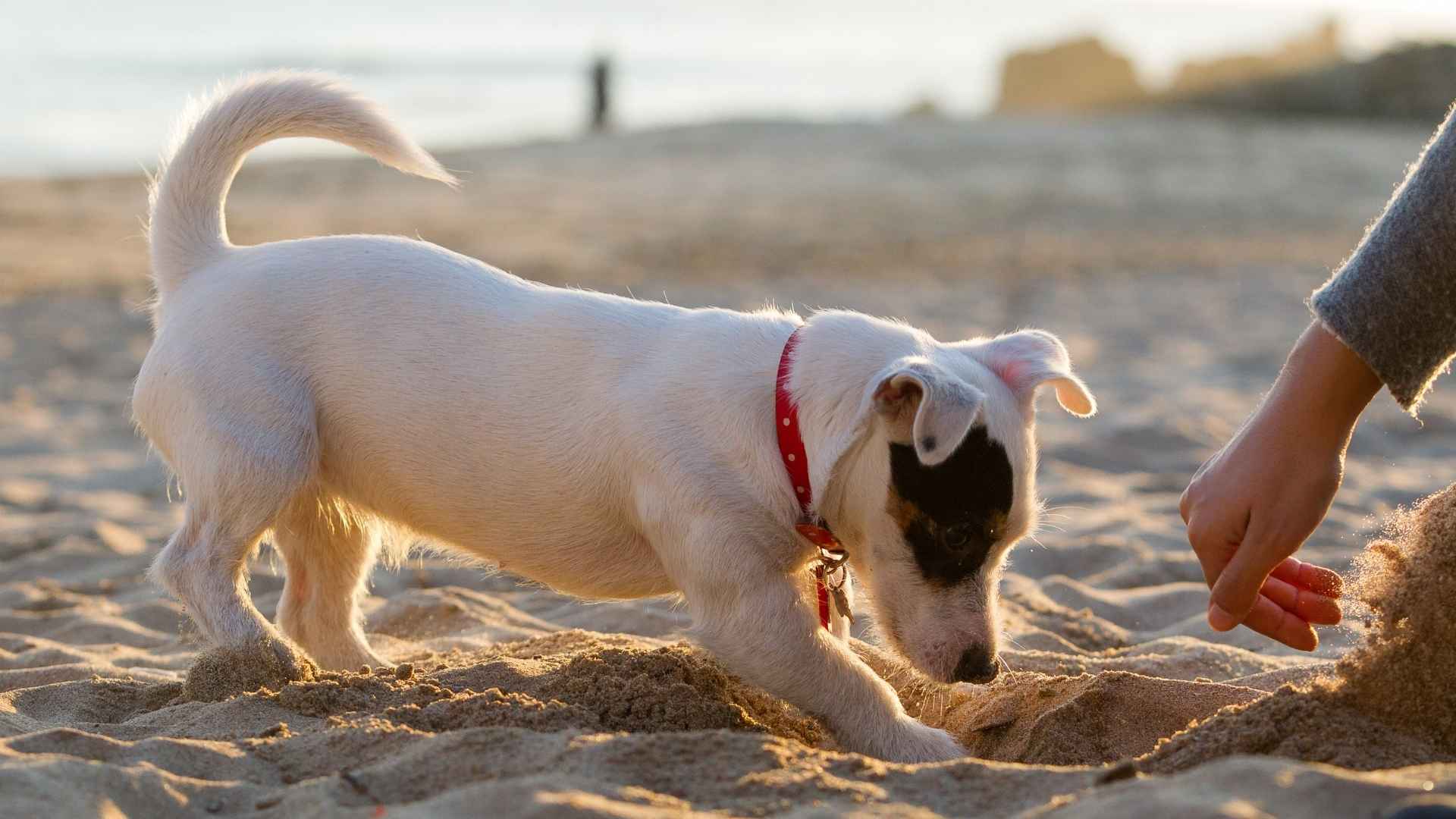 9 Dog Breeds That Love Digging and Can’t Resist a Good Hole