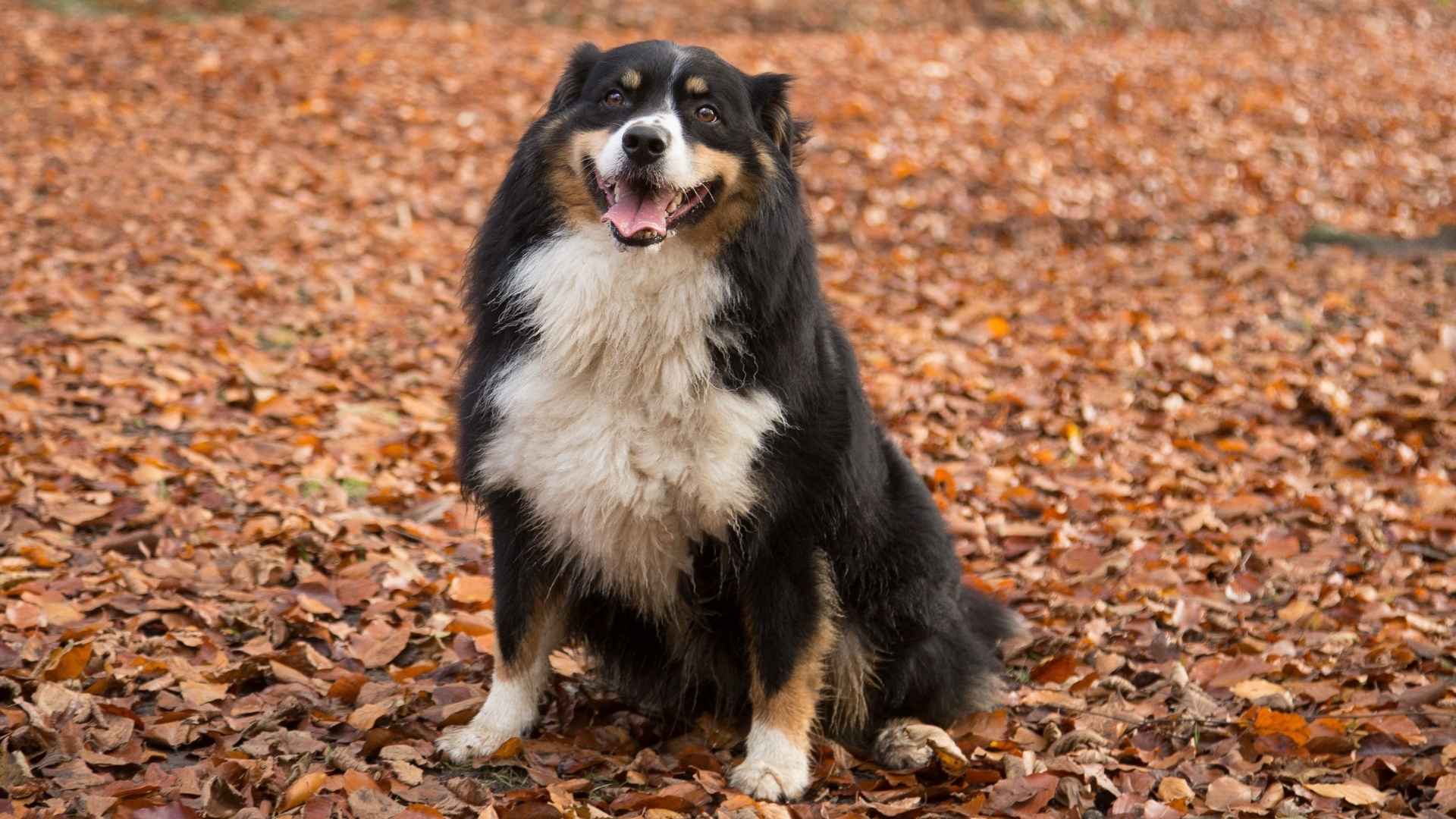 9 Dog Breeds That Love Falling Leaves and Autumn Adventures