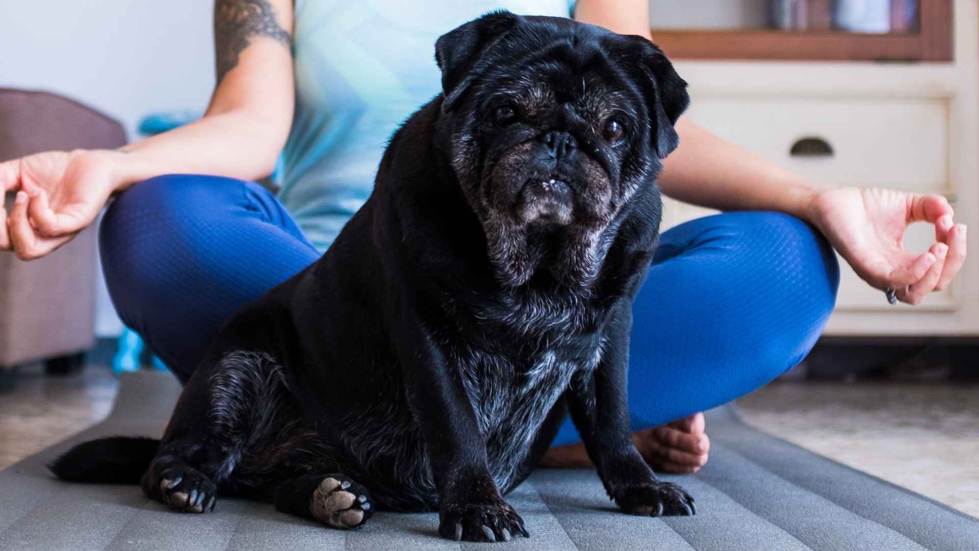 9 Dog Breeds That Love Group Meditation and Offer You Peace