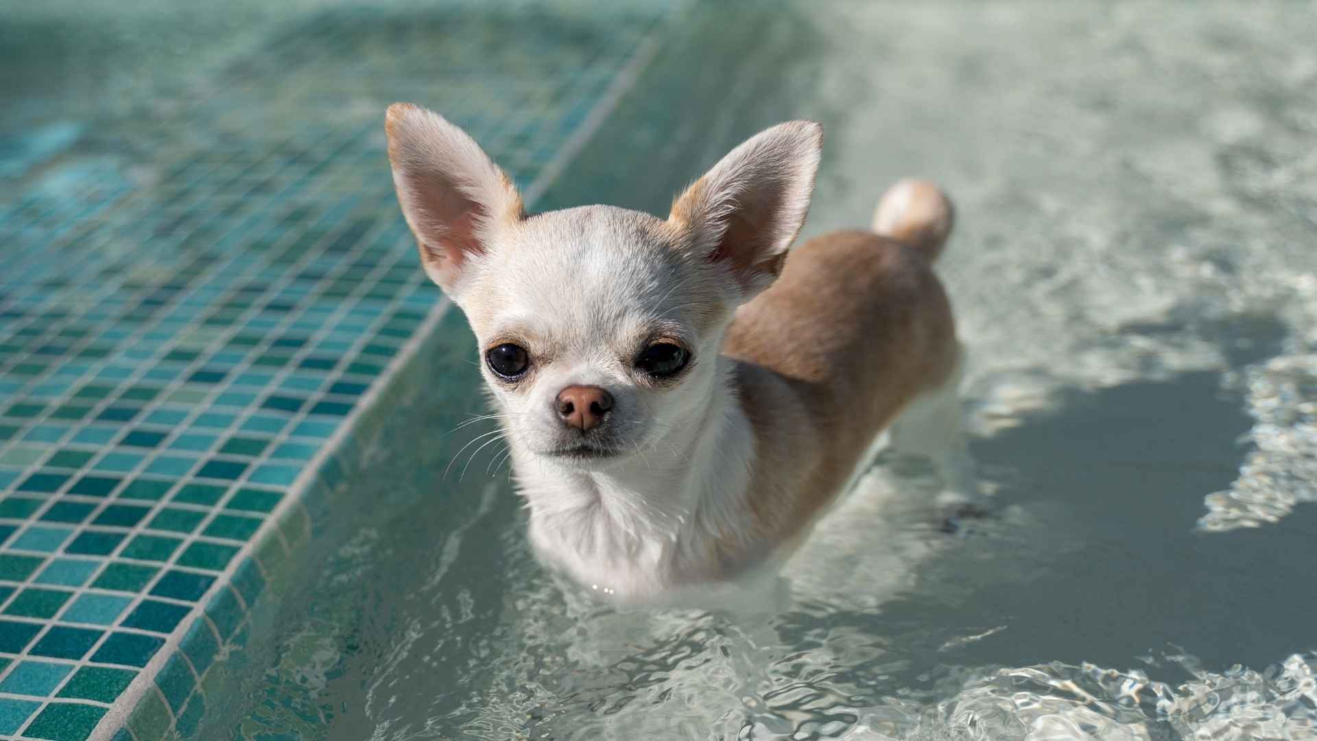9 Dog Breeds That Love Hot Weather and Never Mind the Heat