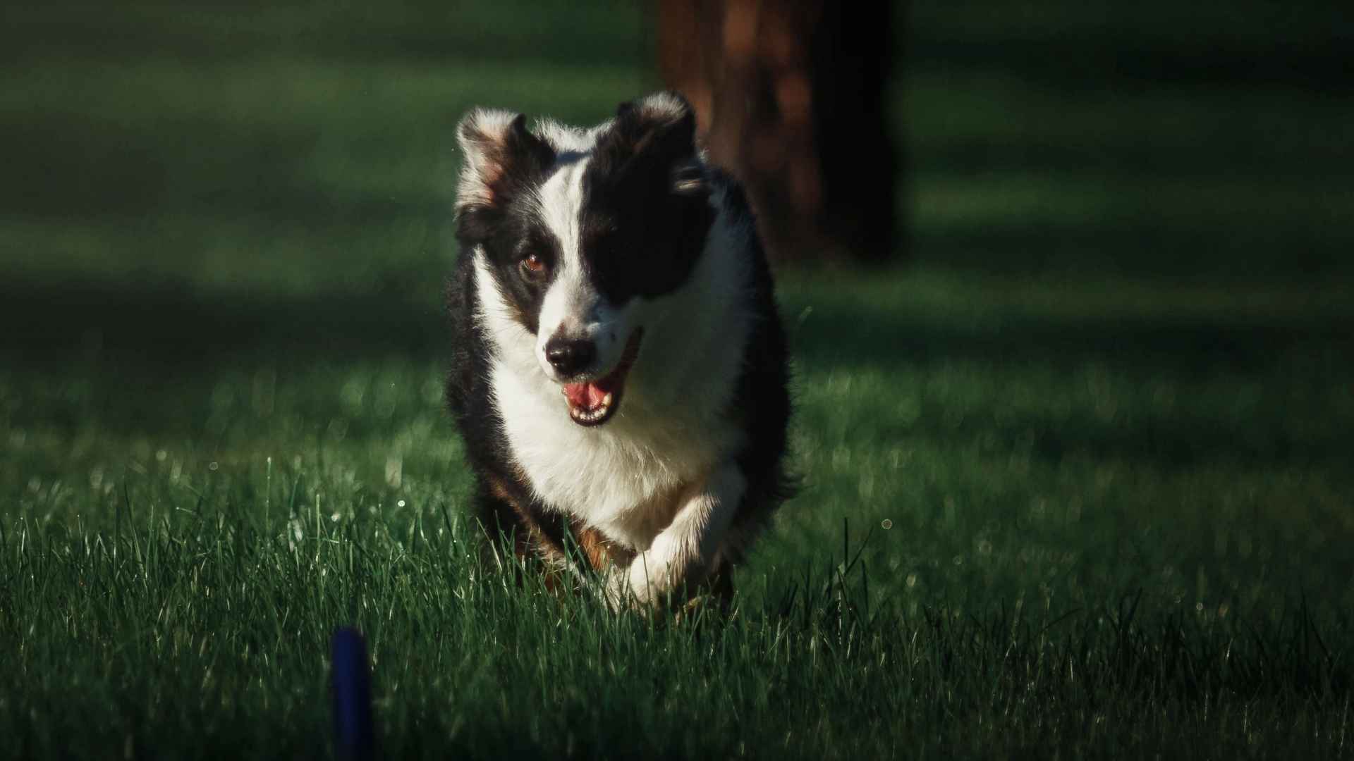 9 Dog Breeds That Love Running At Night: Loyal, Energetic & Fearless