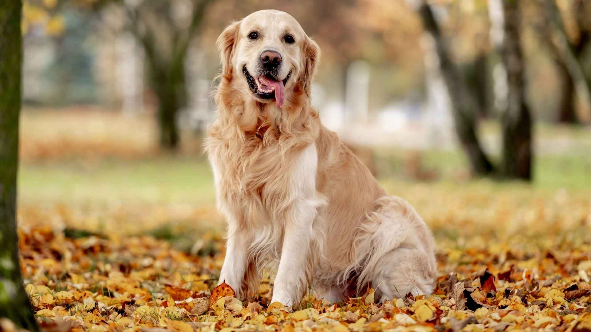 9 Dog Breeds That Love To Play In Leaves