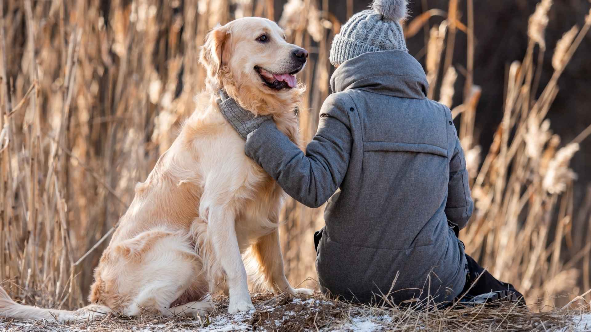 9 Dog Breeds That Show Empathy and Understand Human Emotions