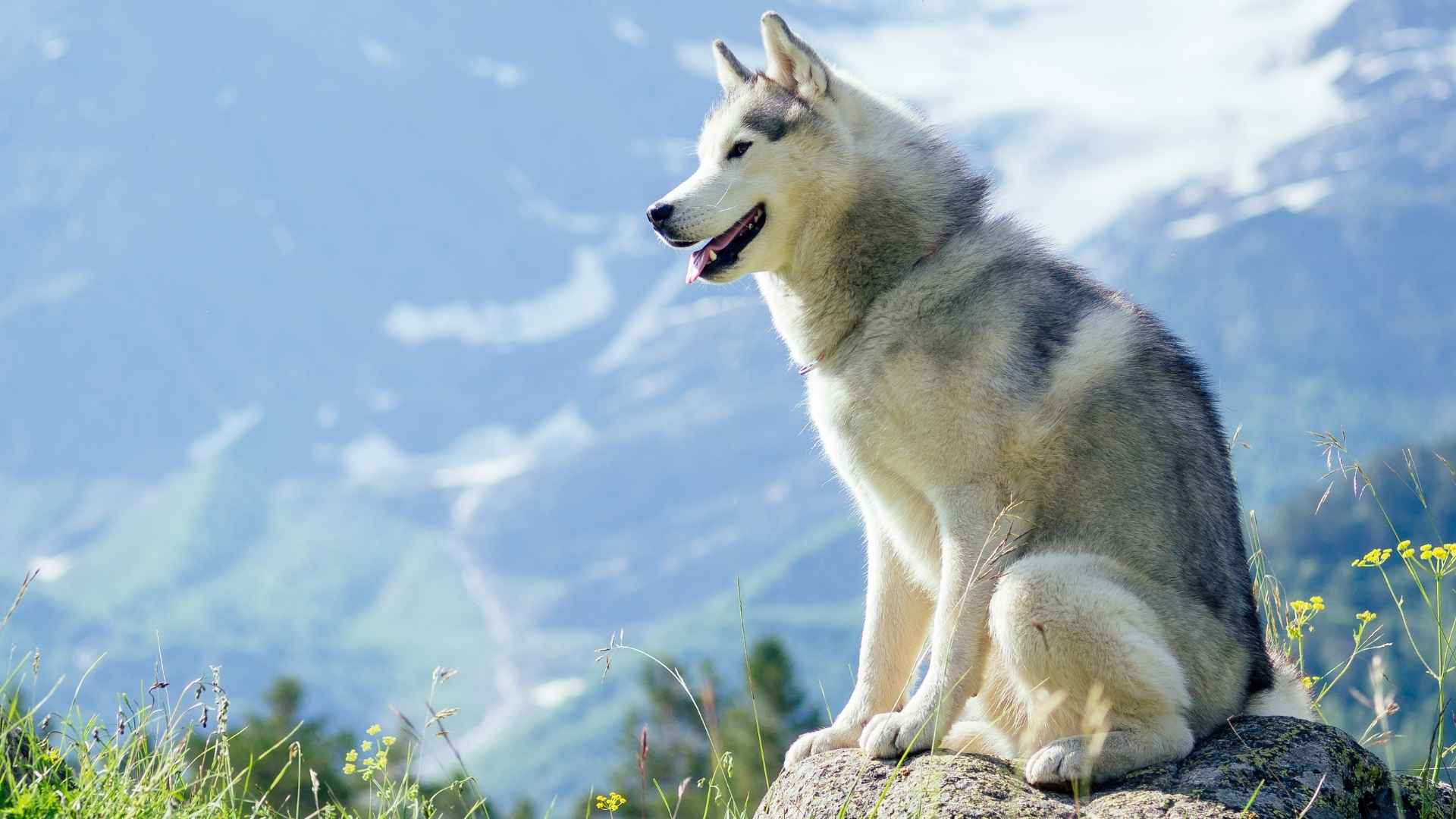 9 Dog Breeds That Thrive In National Parks and the Great Outdoors